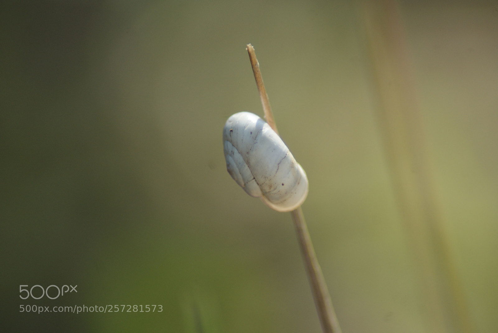 Sony Alpha DSLR-A200 sample photo. Snail photography