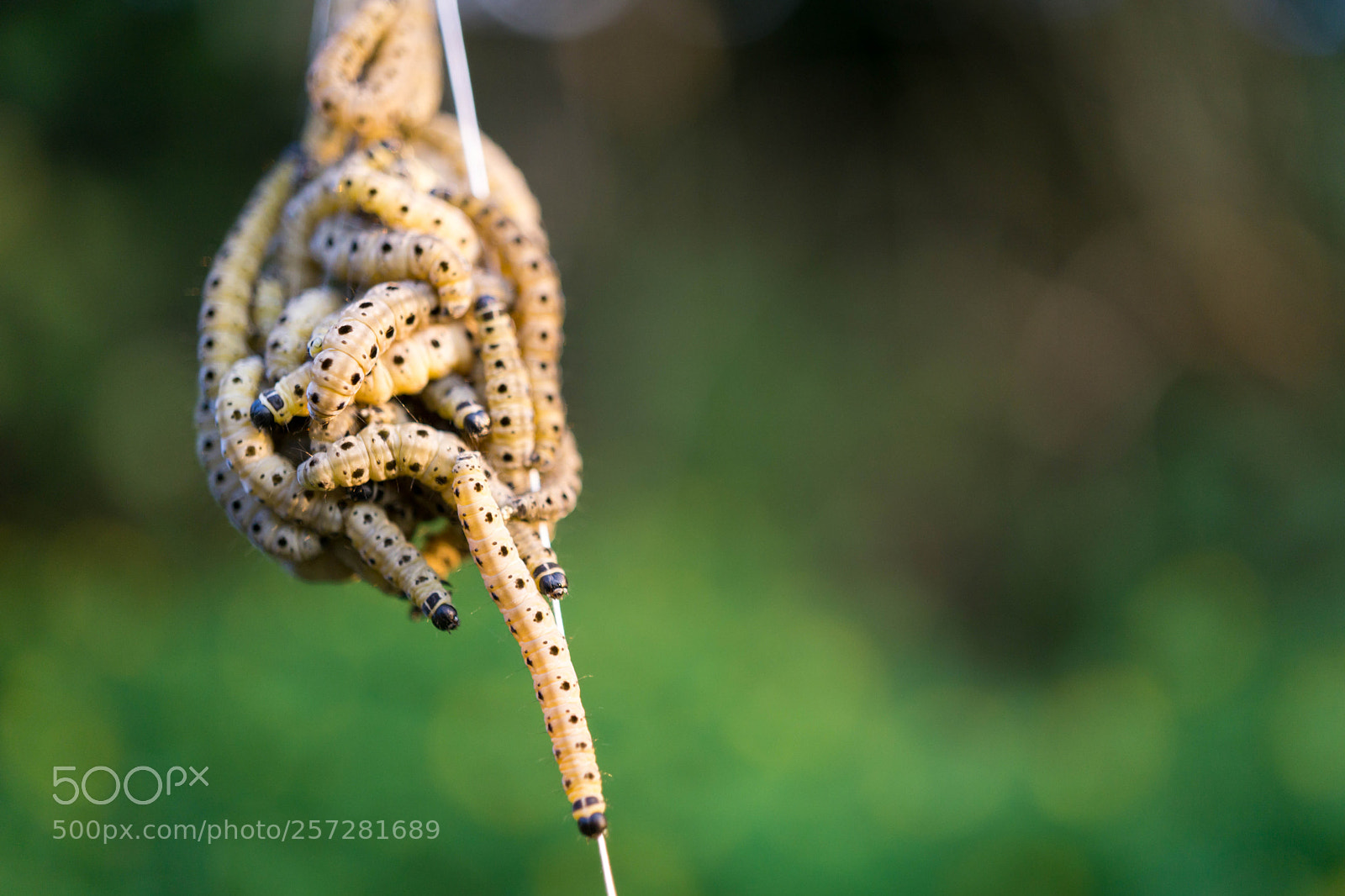 Sony a6000 sample photo. Caterpillar photography