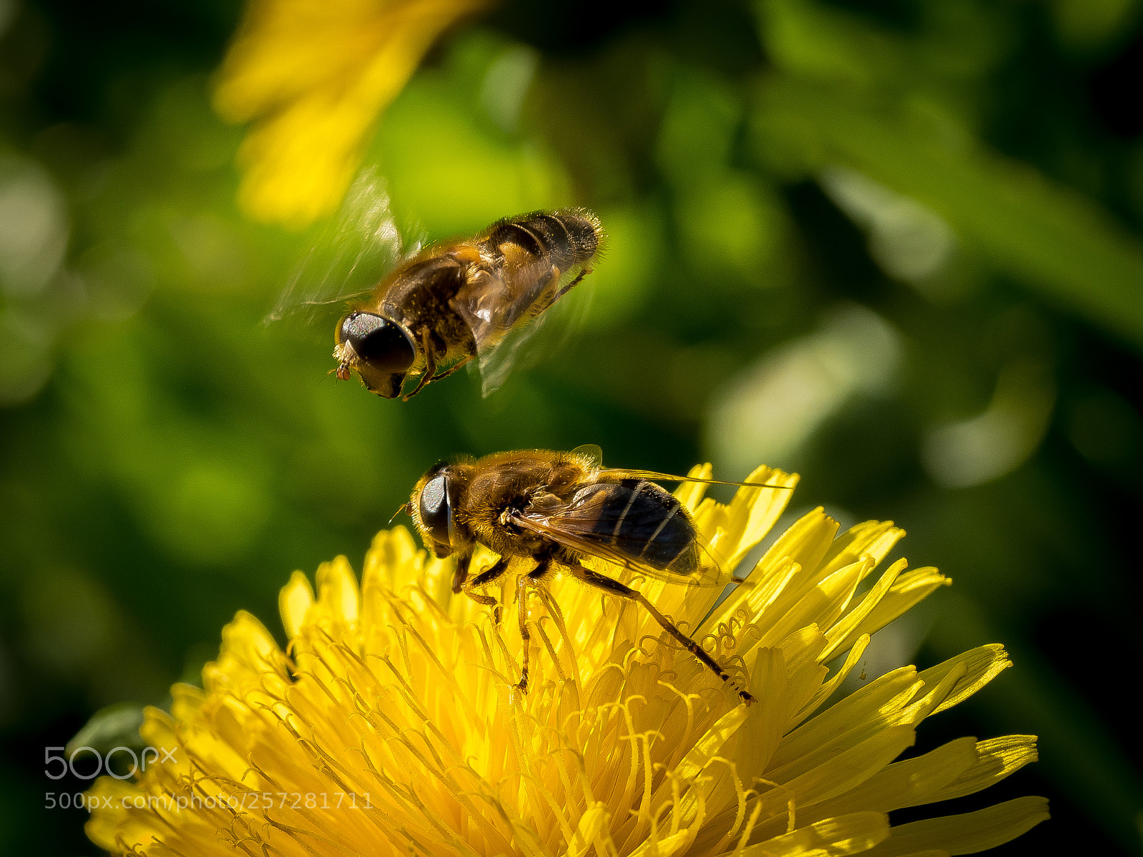 Olympus OM-D E-M5 II sample photo. Dandelion and hoverflies photography