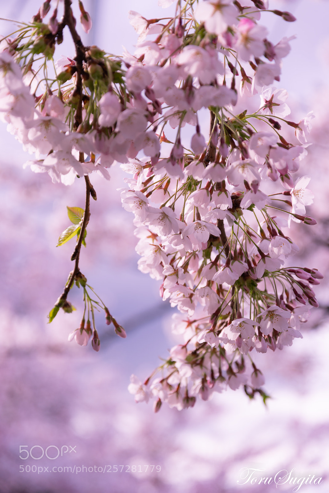 Nikon D610 sample photo. Sakura photography