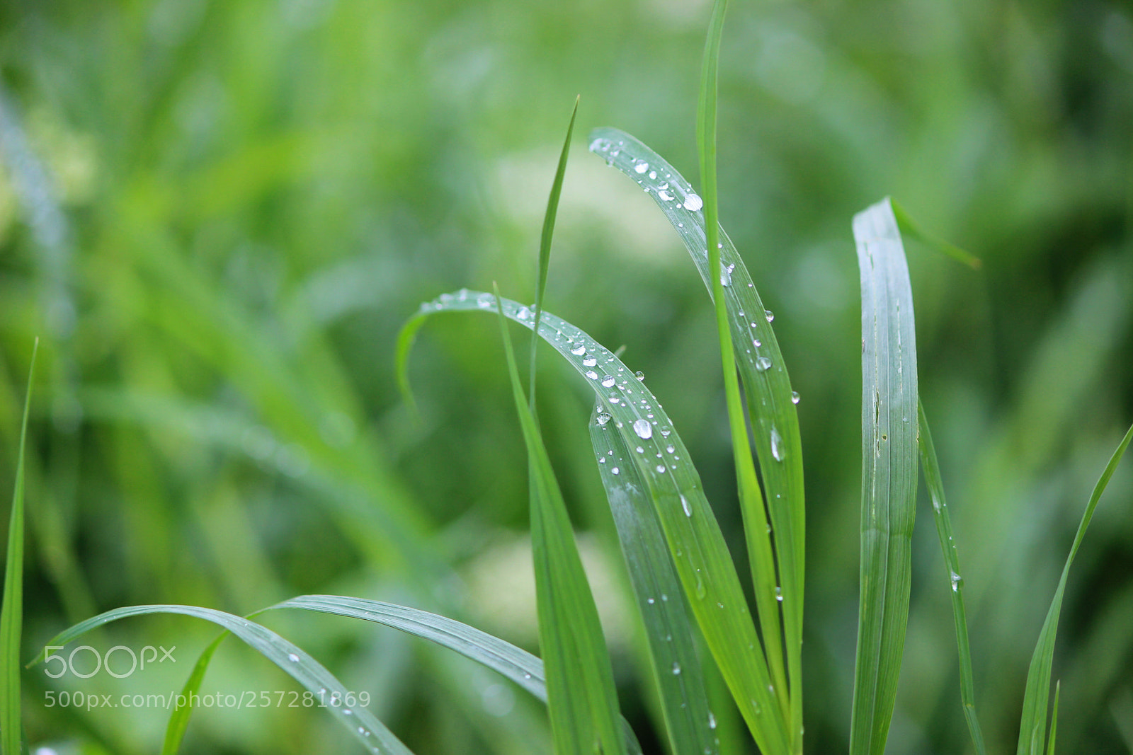 Canon EOS 600D (Rebel EOS T3i / EOS Kiss X5) sample photo. *** photography