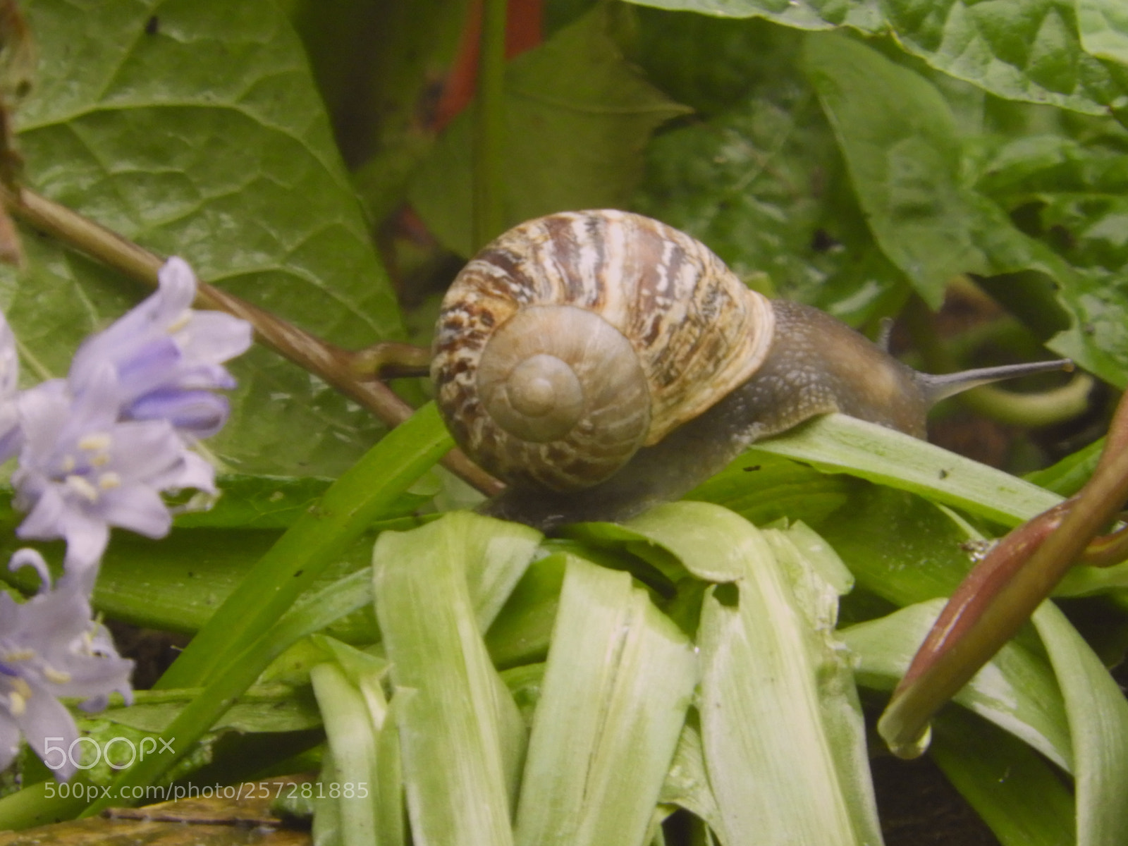 Nikon Coolpix B700 sample photo. Snail photography
