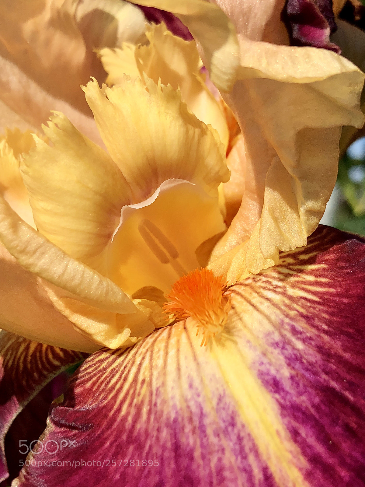 Apple iPhone 8 Plus sample photo. Iris photography