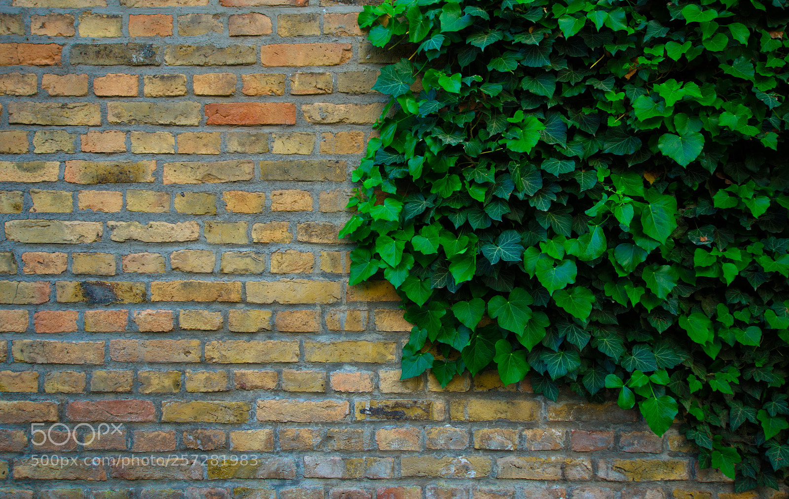 Nikon D5100 sample photo. Untitled photography