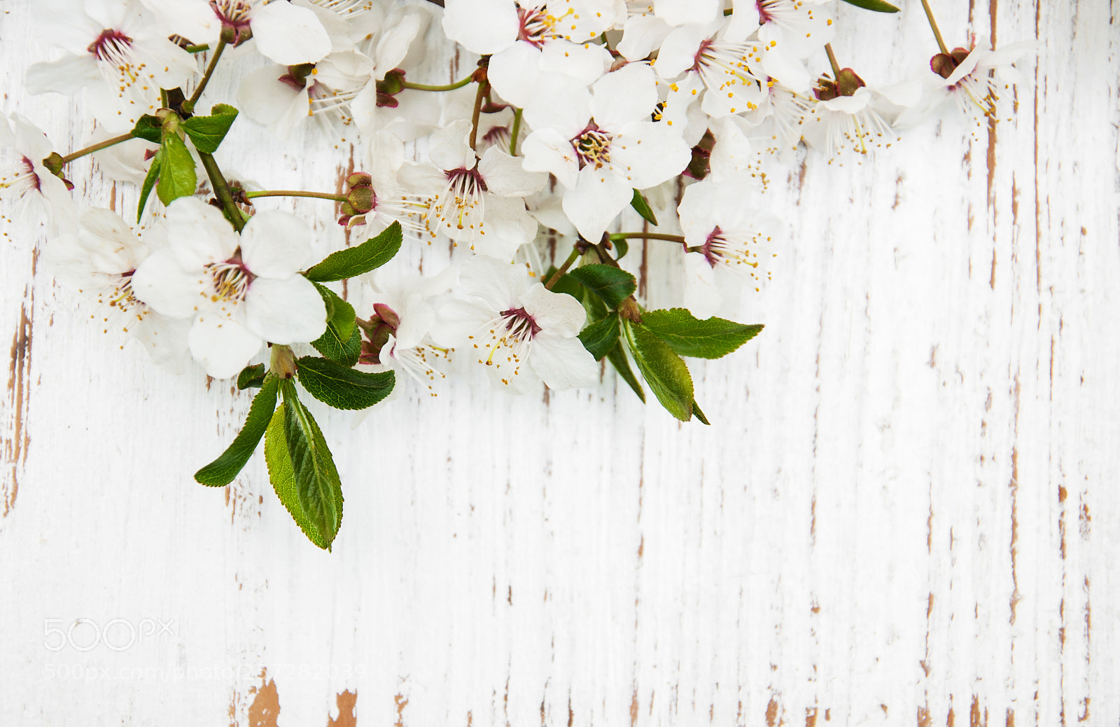 Nikon D90 sample photo. Spring blossom on wood photography