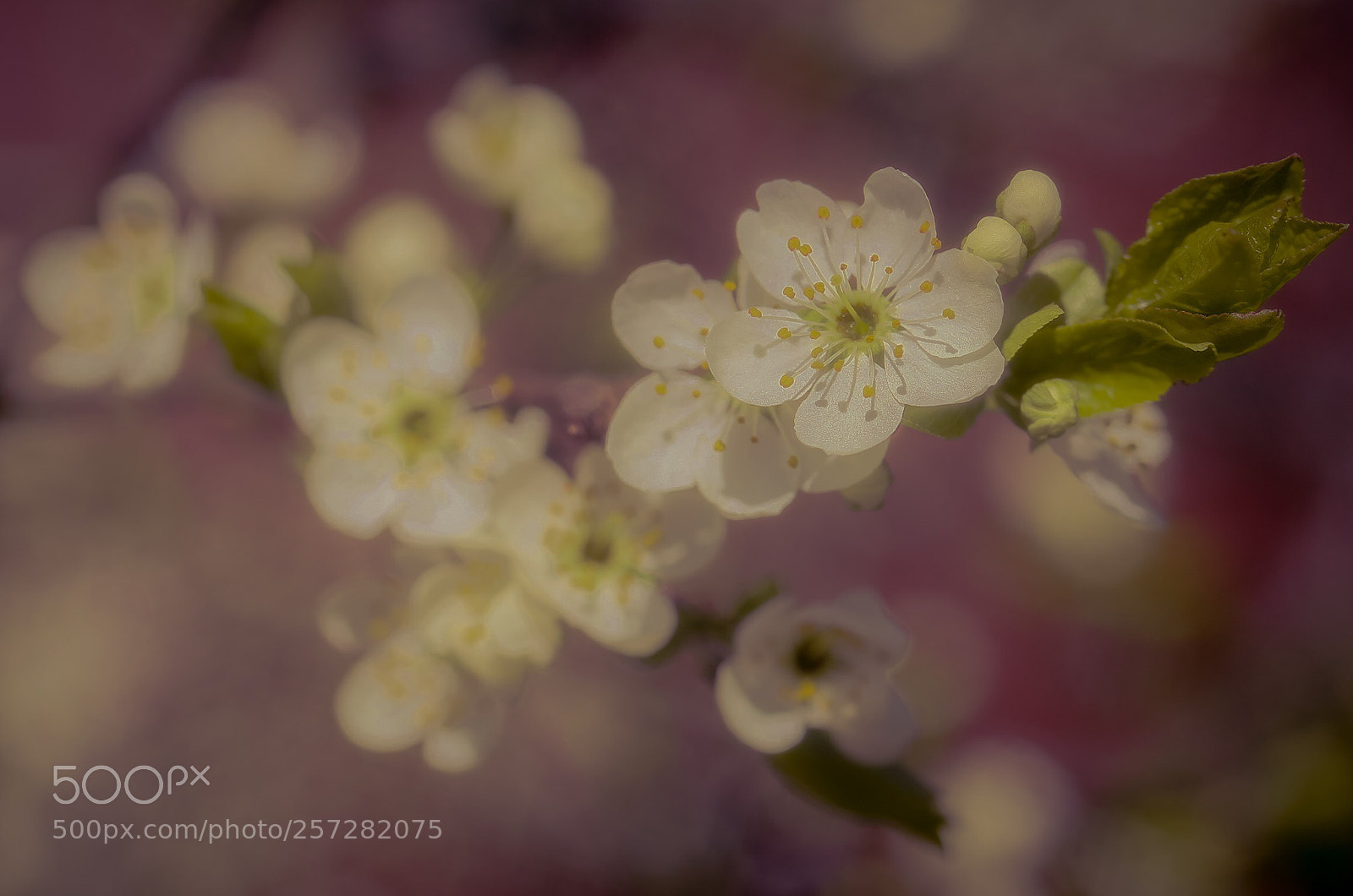 Canon EOS 6D sample photo. Bloom photography
