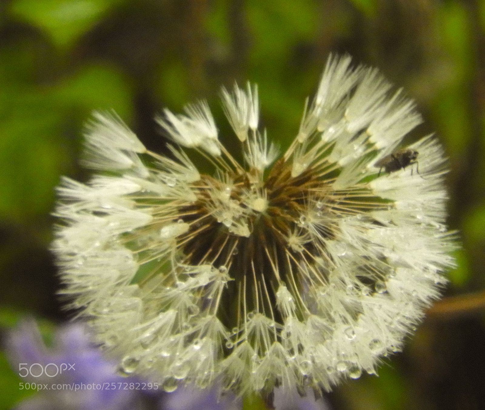 Nikon Coolpix B700 sample photo. Dandelion clock, and fly photography
