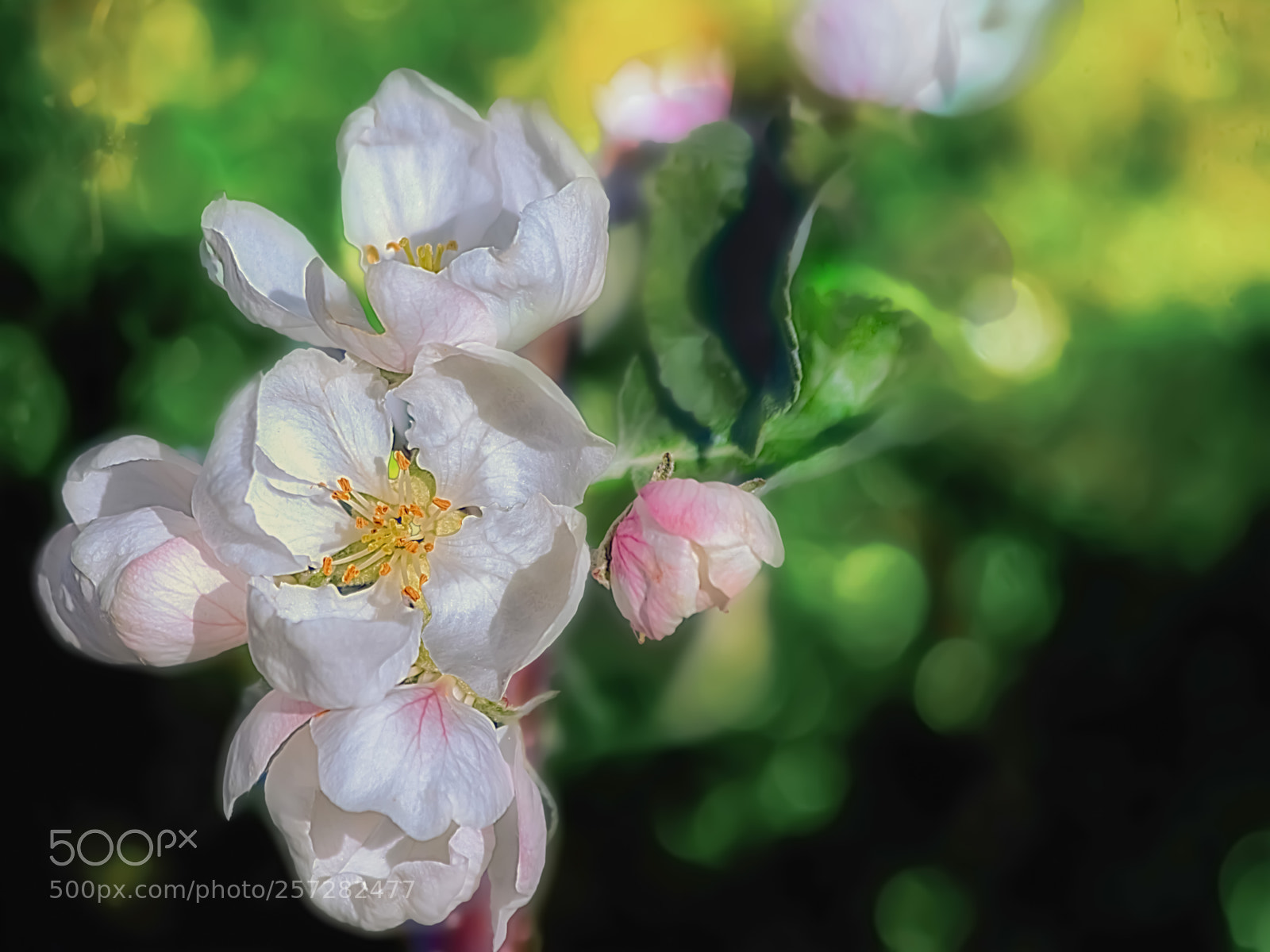 Canon EOS 7D sample photo. Apple blossom photography