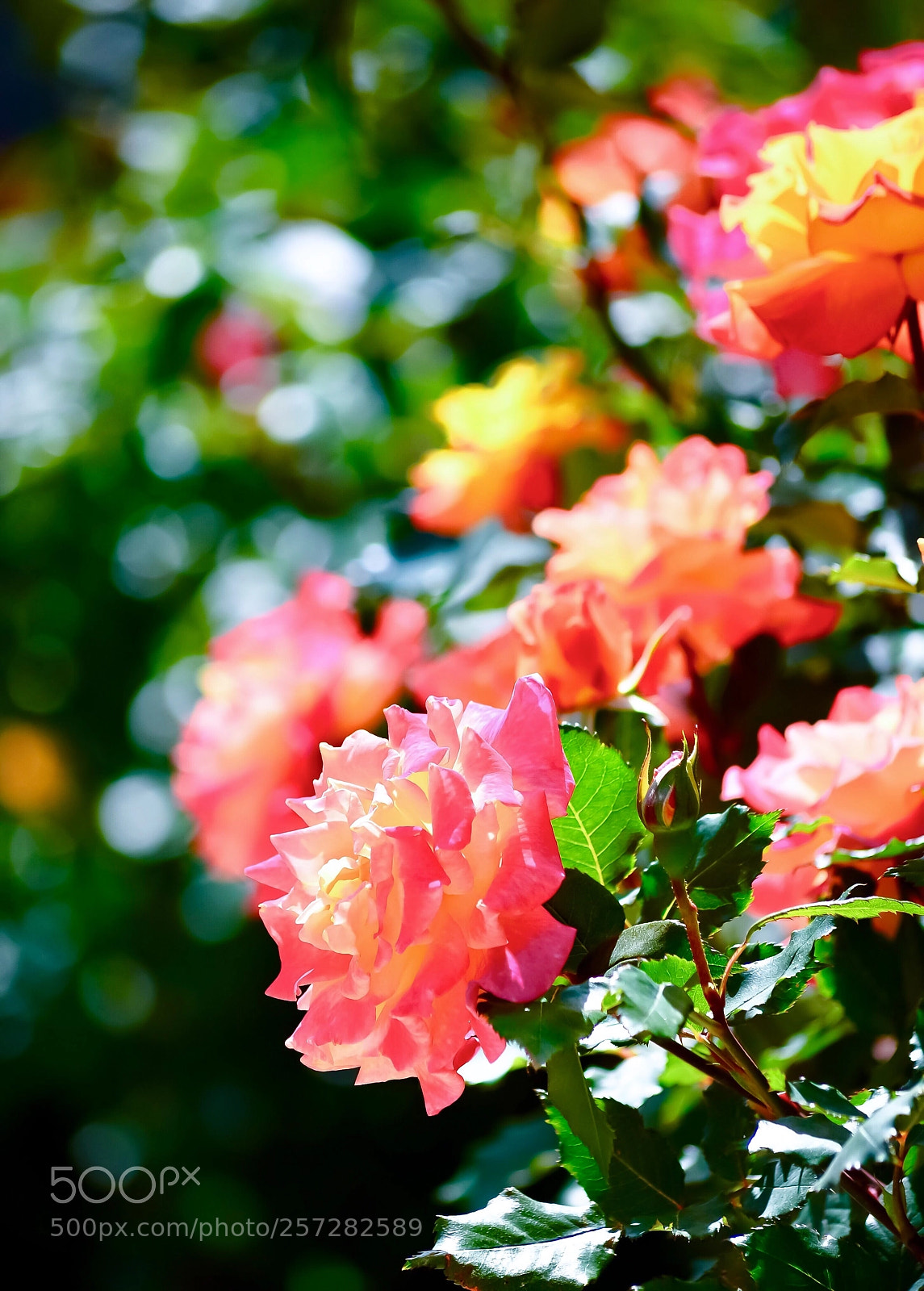 Nikon Df sample photo. Roses in may photography