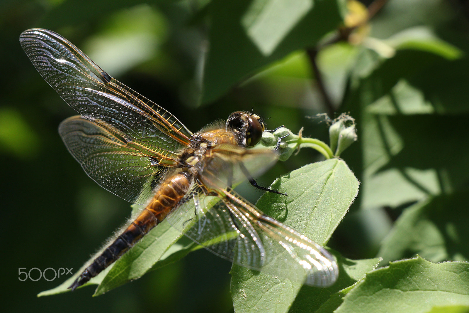 Canon EOS 70D sample photo. She like nectar photography