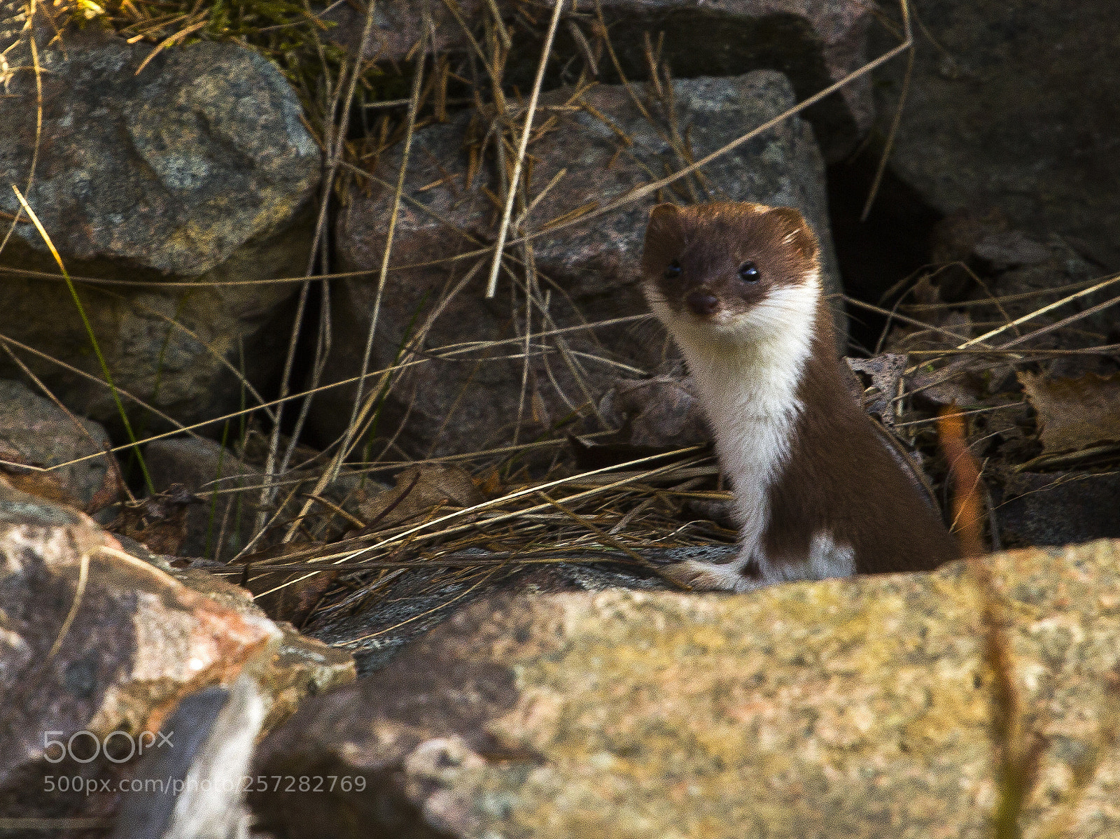 Canon EOS 60D sample photo. Weasel photography