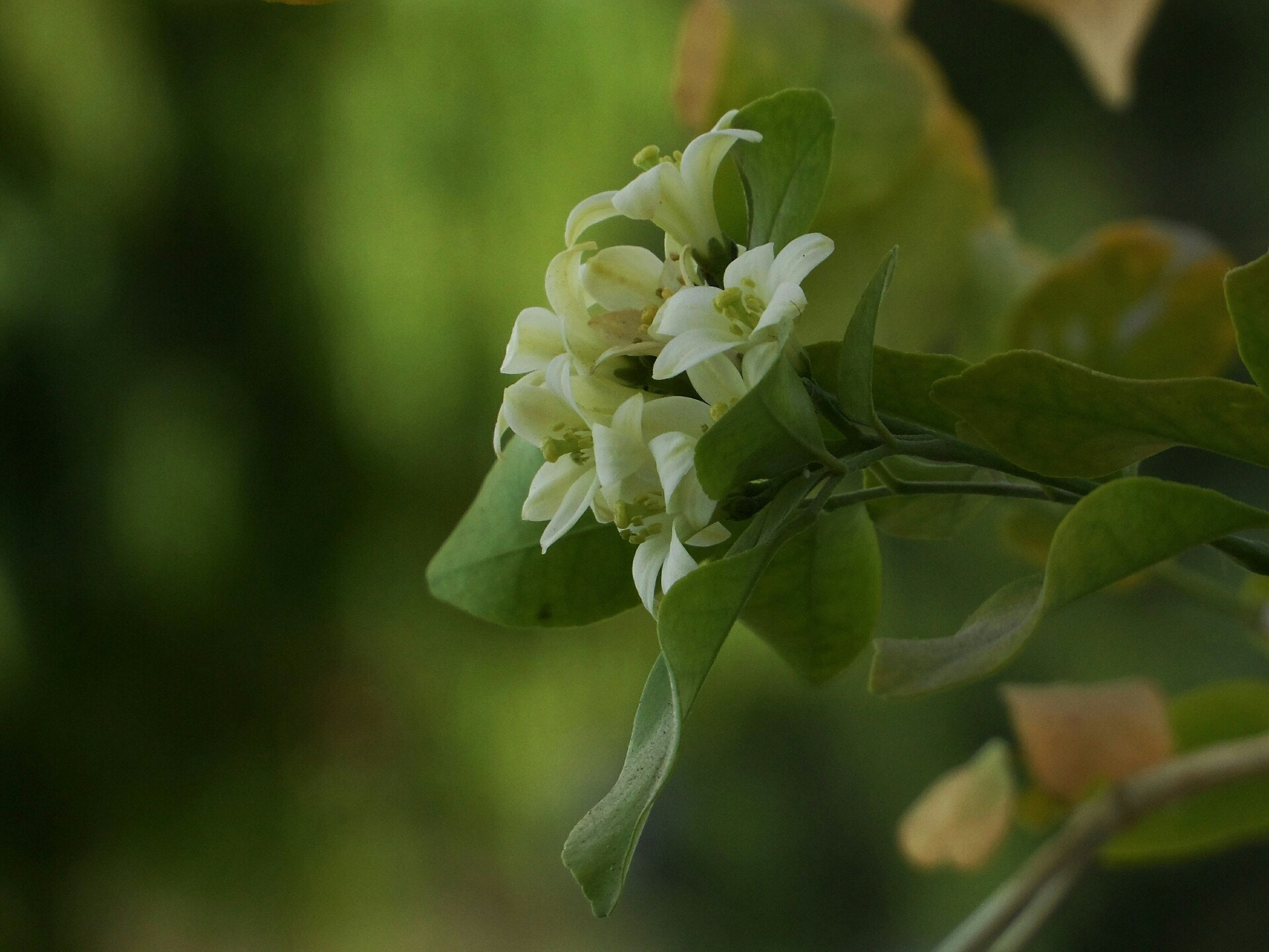 Samsung WB150 / WB150F / WB152 / WB152F / WB151 / WB151F / WB140 sample photo. Kamini flowers, murraya paniculata photography