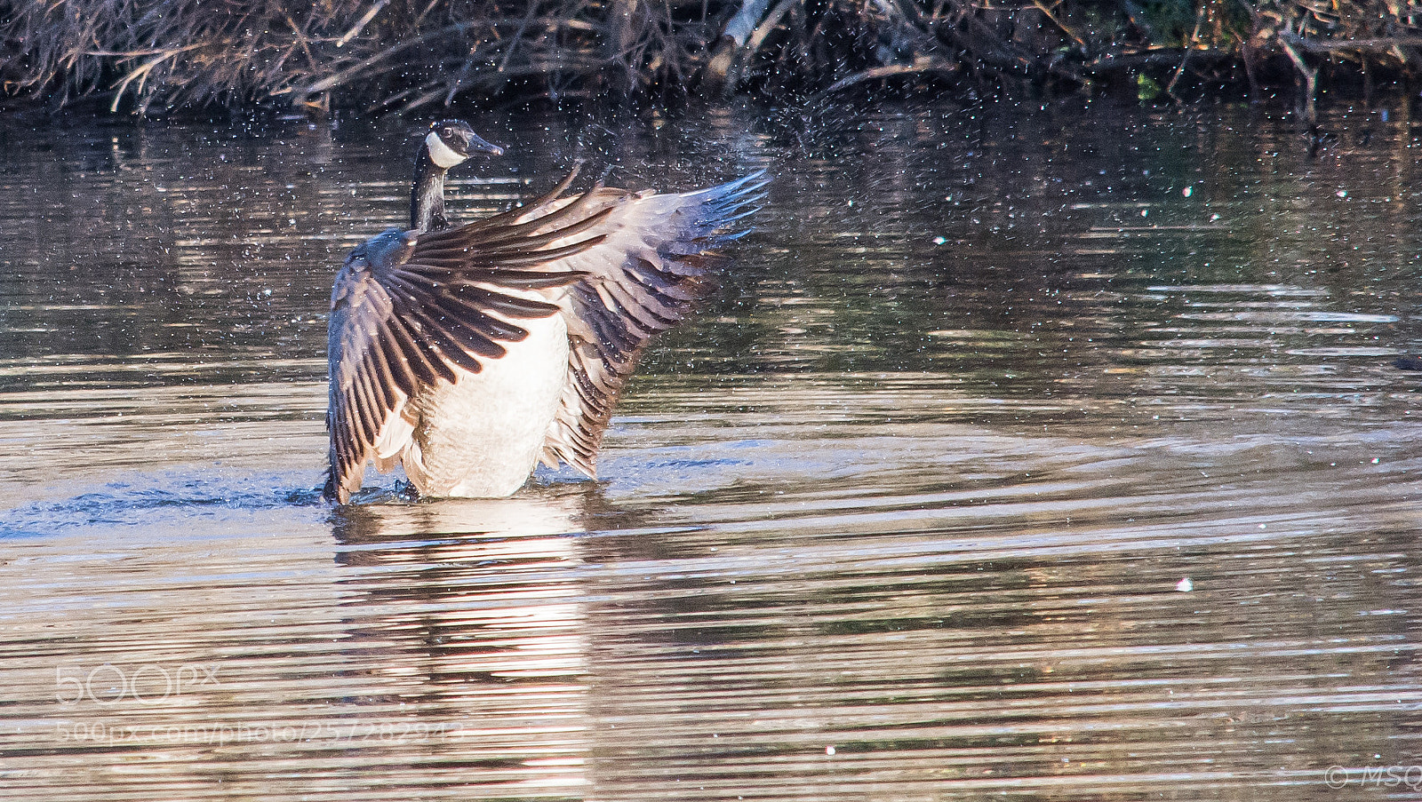 Nikon D7200 sample photo. Dsc photography