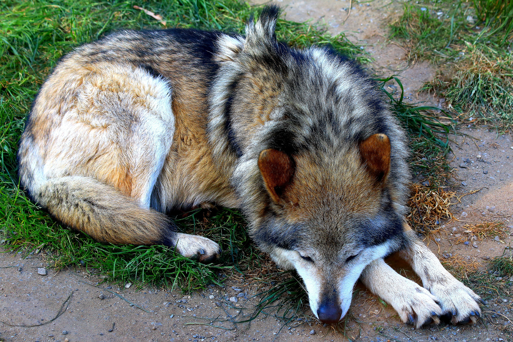 Canon EF 70-300mm F4-5.6 IS USM sample photo. Direwolf?? photography