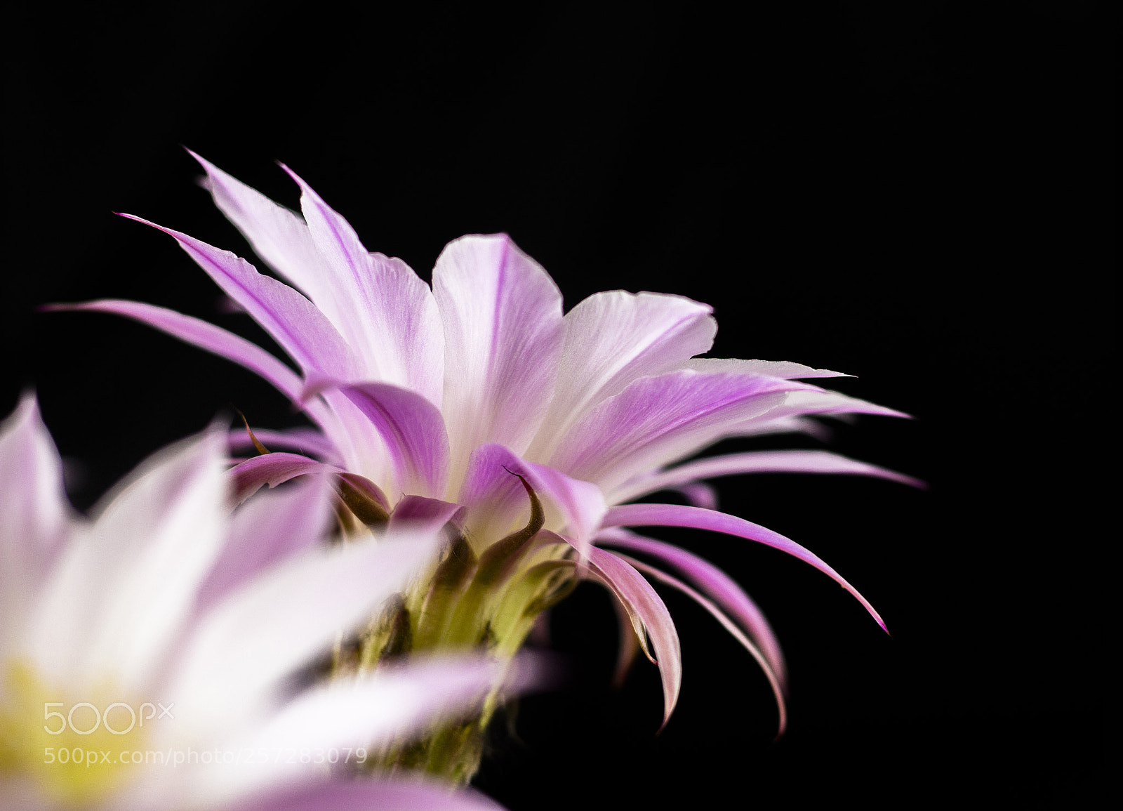Canon EOS 700D (EOS Rebel T5i / EOS Kiss X7i) sample photo. Cactus flower closeup on photography