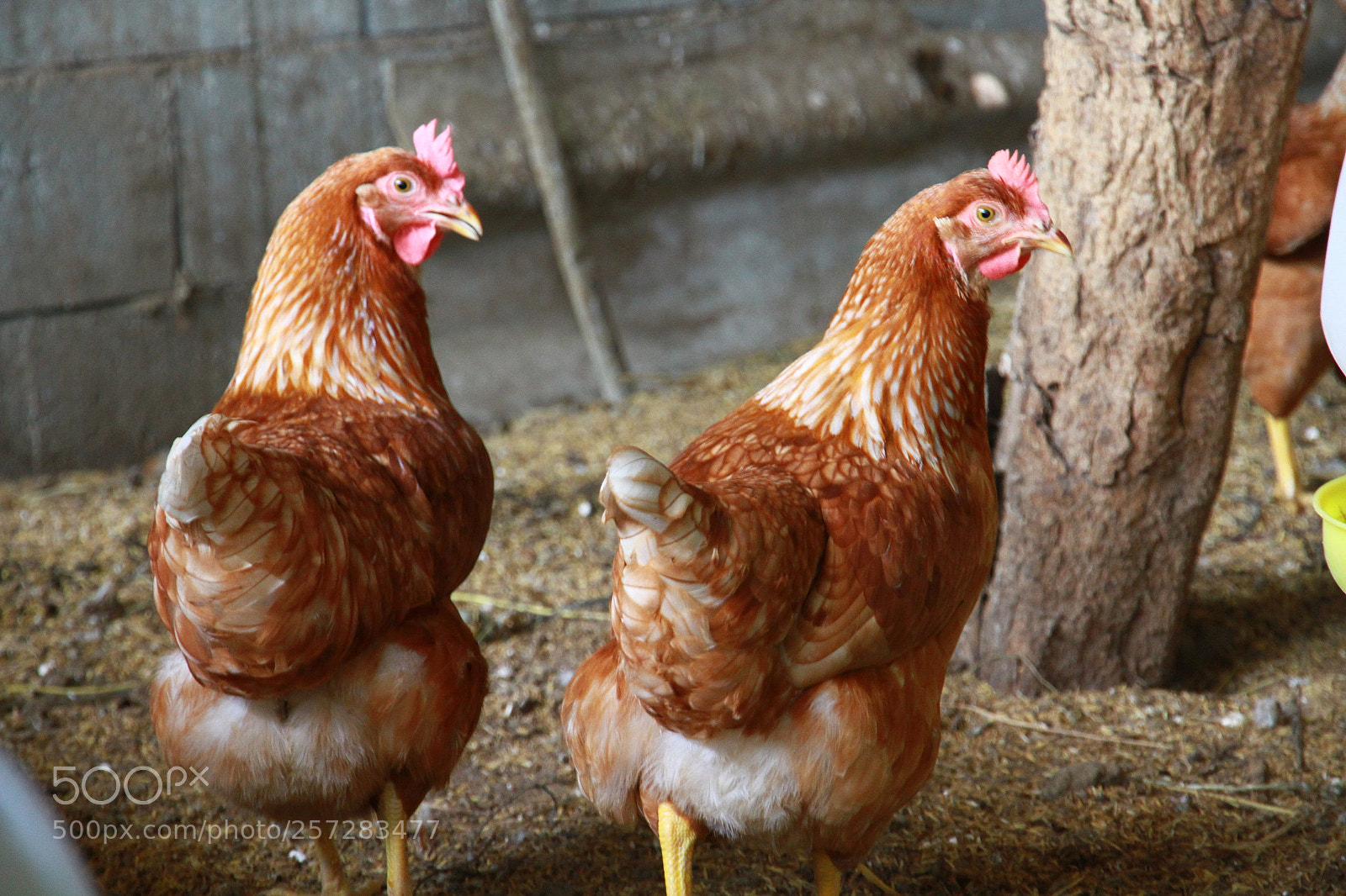 Canon EOS 7D sample photo. Img photography