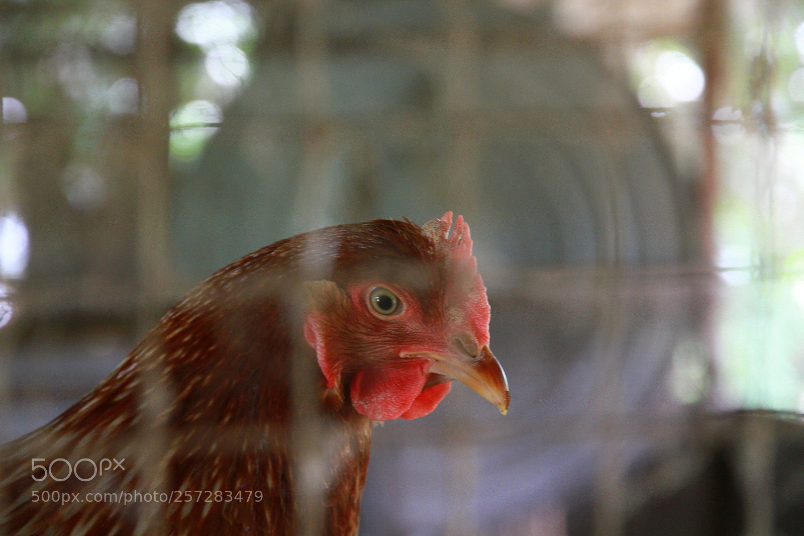 Canon EOS 7D sample photo. Img photography