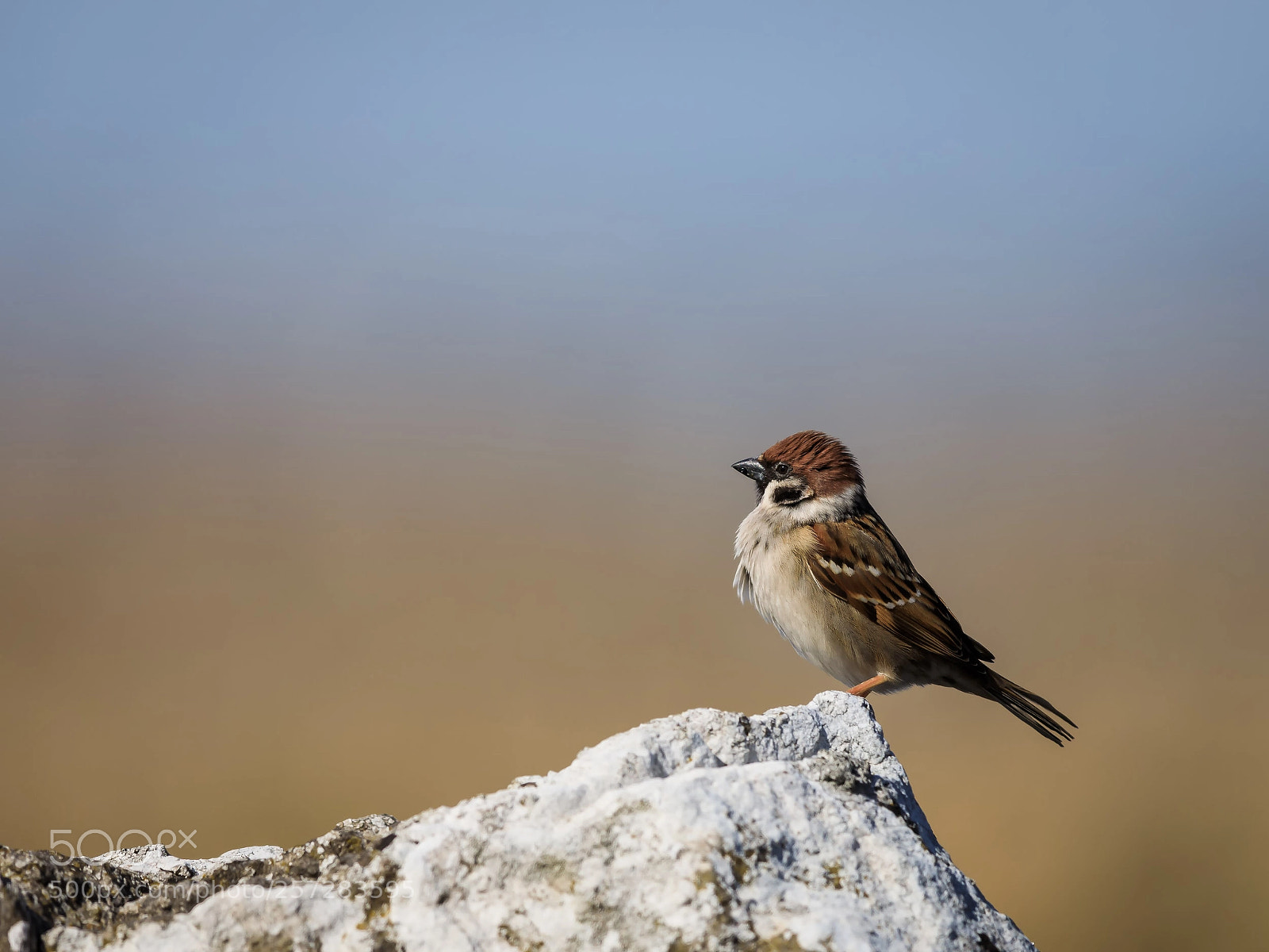 Canon EOS 5D Mark IV sample photo. Treesparrow on lookout duty photography