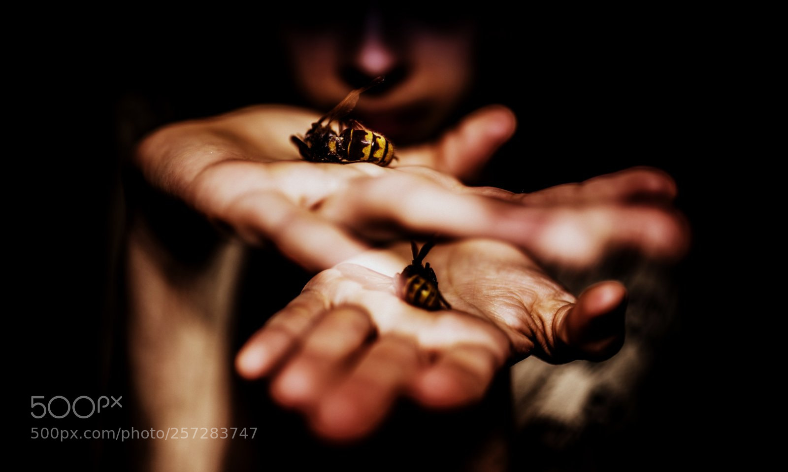Canon EOS 6D Mark II sample photo. Hands with hornets photography