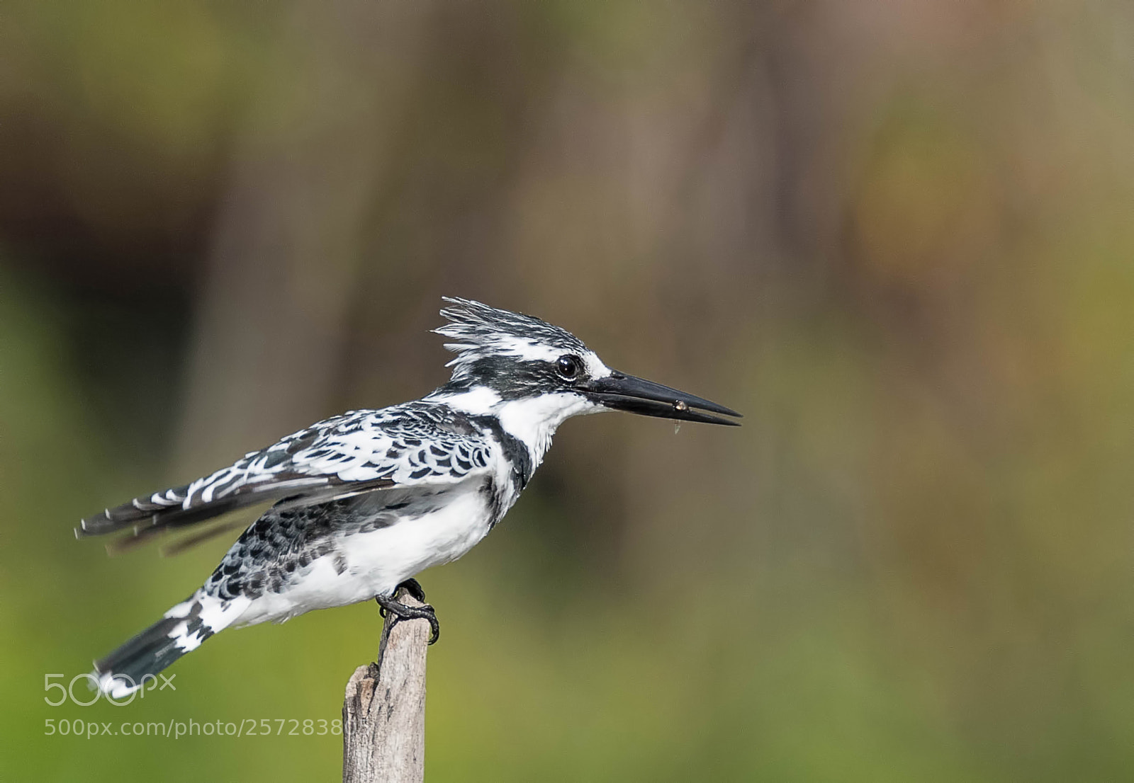 Nikon D500 sample photo. Pied kingfisher with small photography