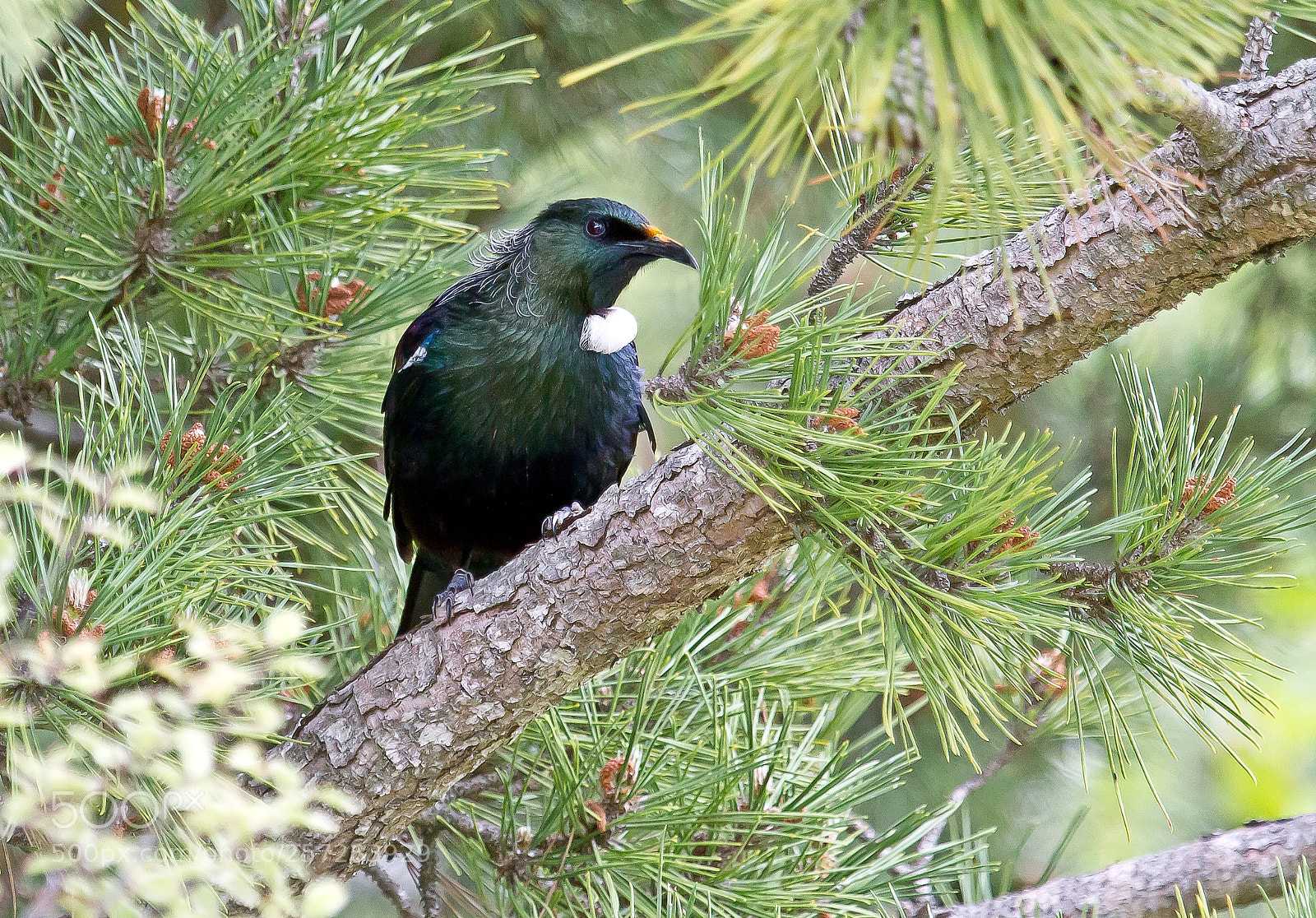 Canon EOS 7D sample photo. Tui photography