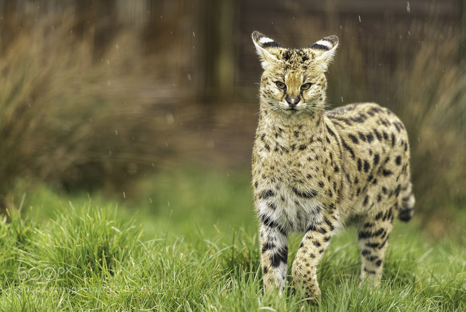 Nikon D5 sample photo. Serval series photography