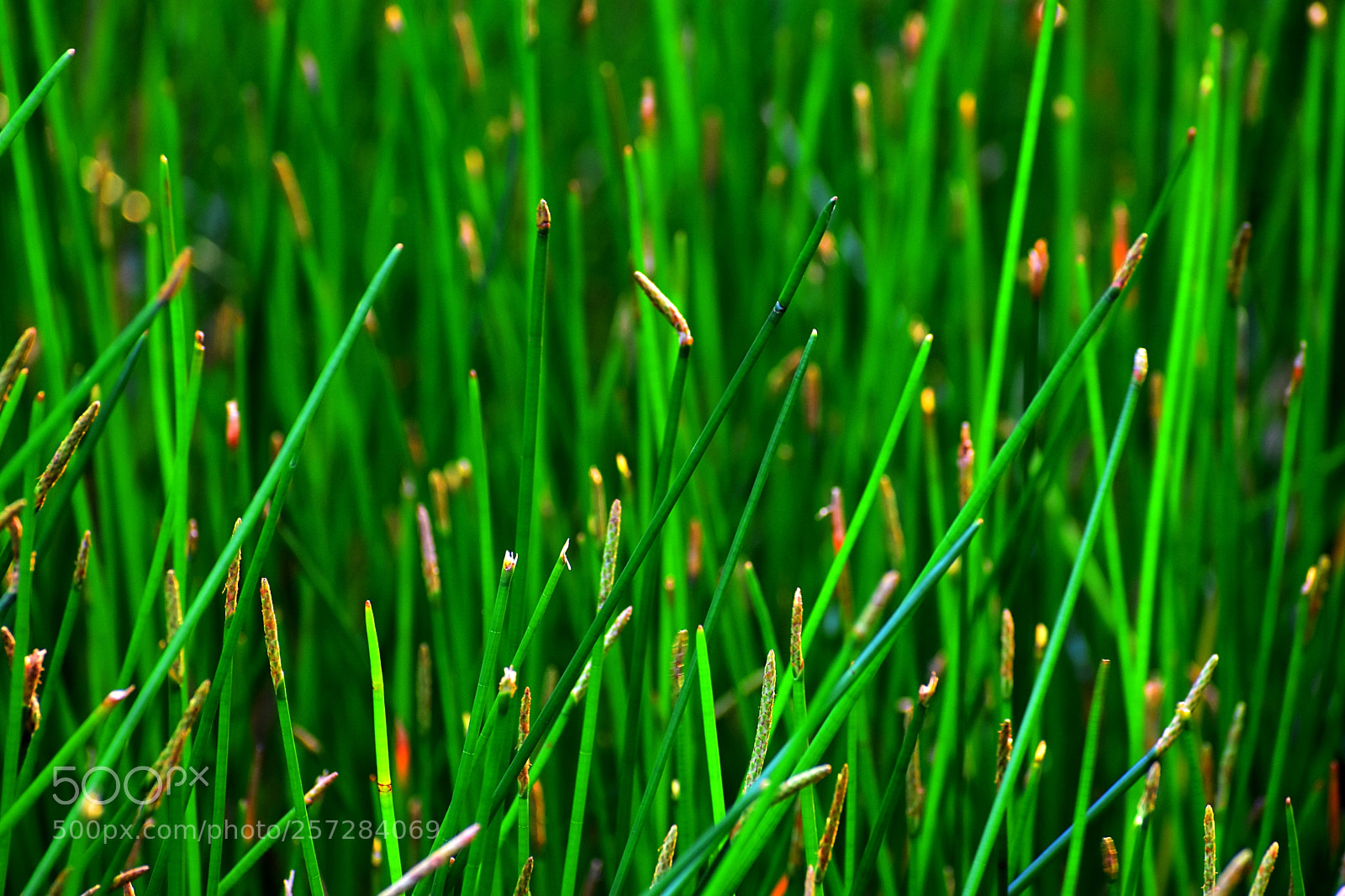 Nikon D7200 sample photo. Go green photography