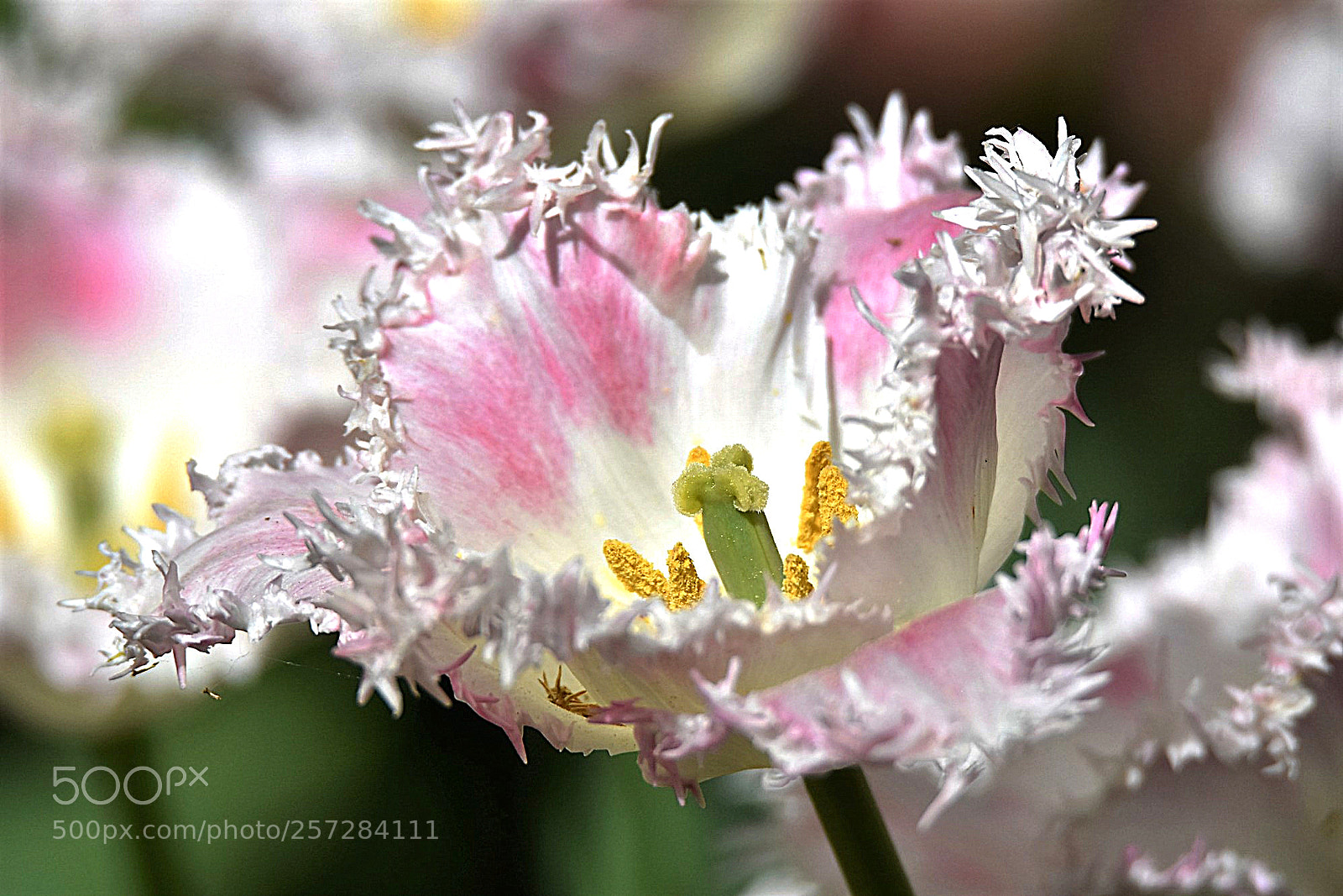 Nikon D7200 sample photo. "tulip"" photography