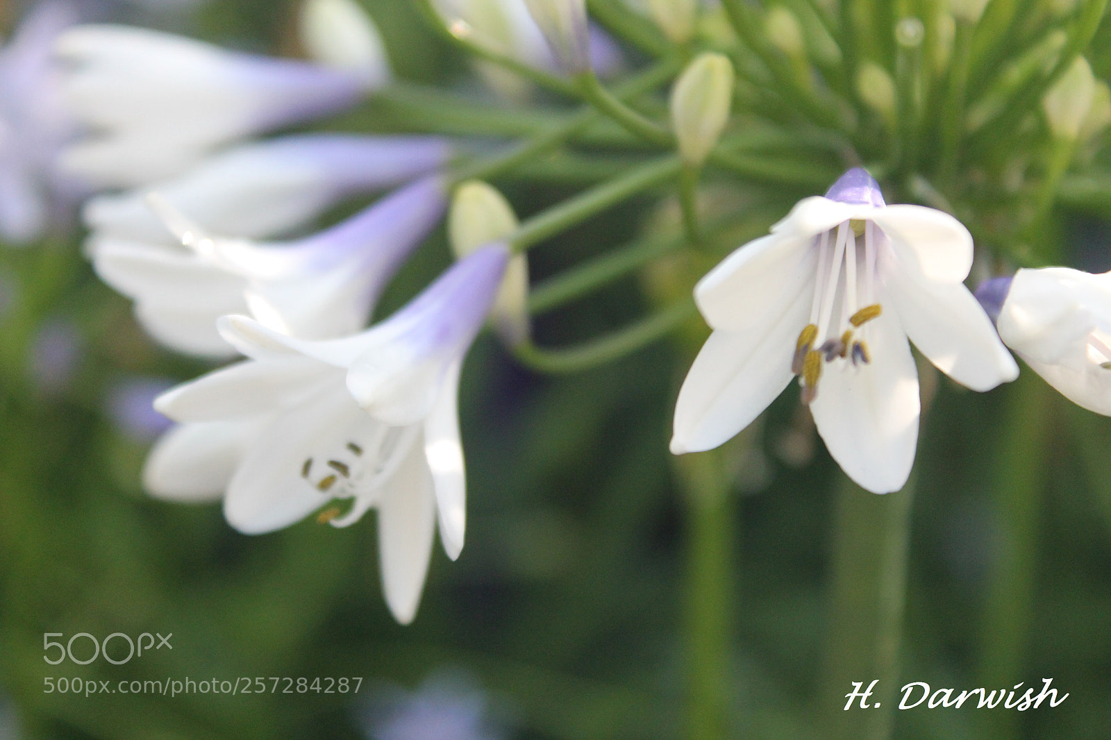 Canon EOS 1100D (EOS Rebel T3 / EOS Kiss X50) sample photo. Bluestorm flower photography