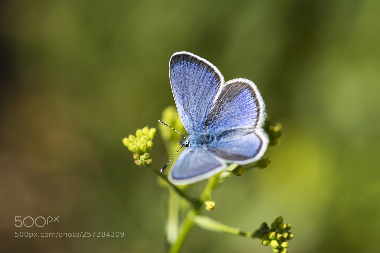 Nikon D810 sample photo. Karagozmavisi... photography