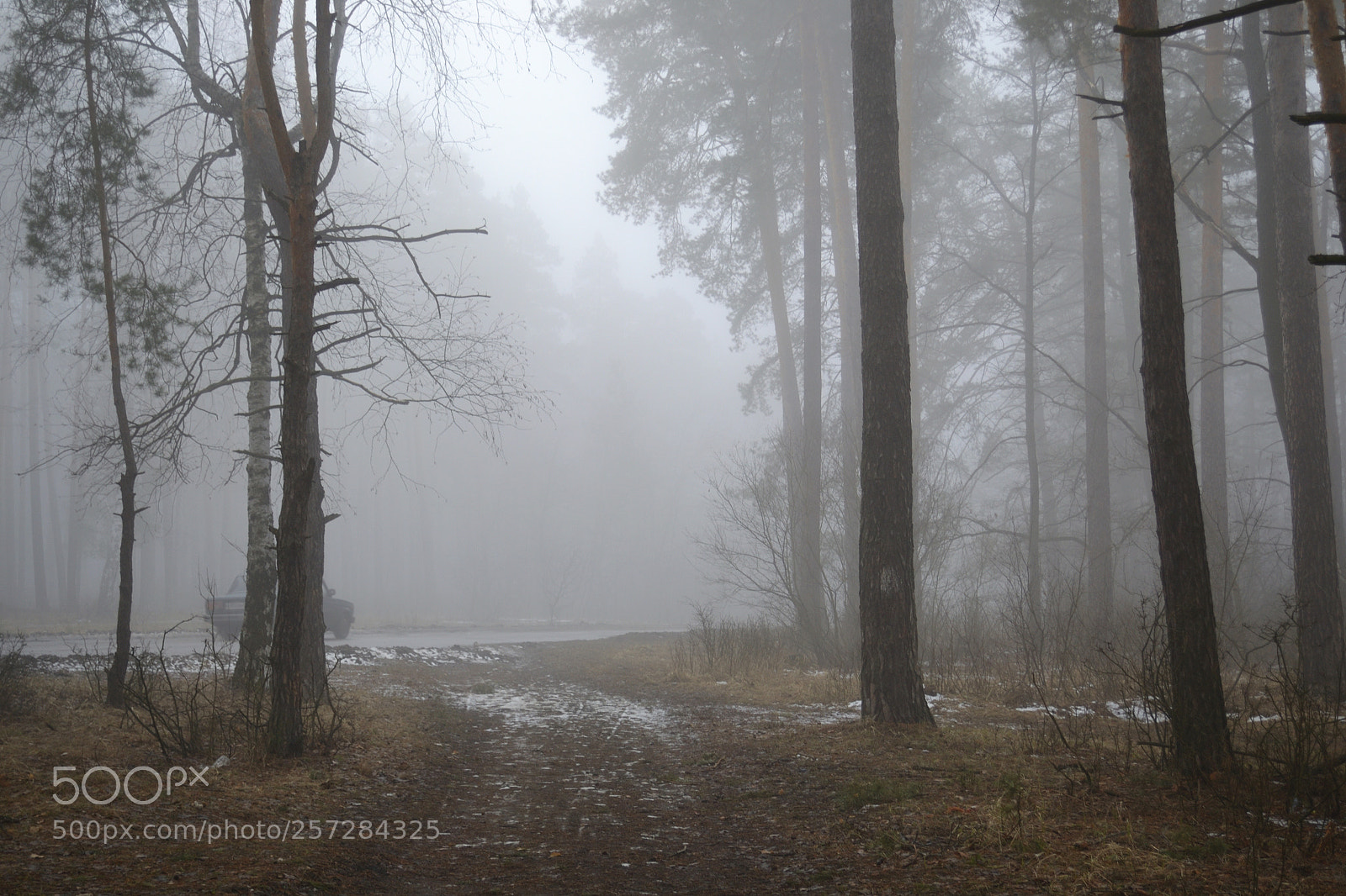 Nikon D3100 sample photo. Spring mist photography