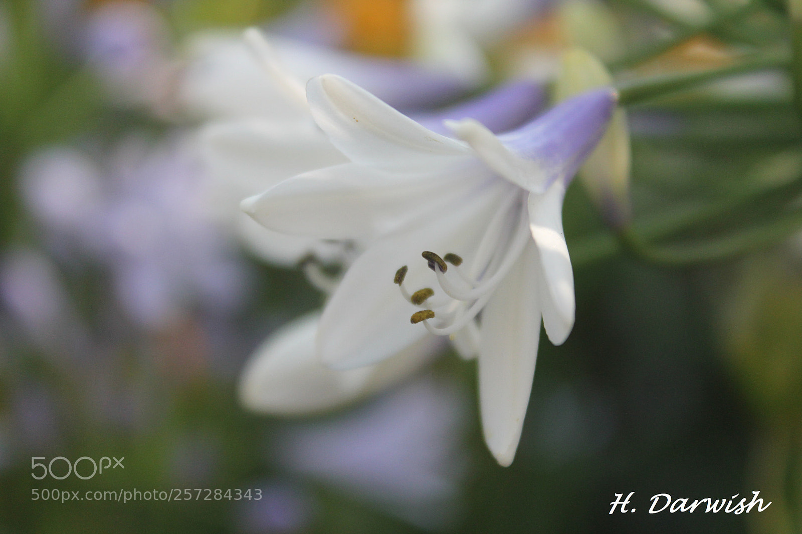 Canon EOS 1100D (EOS Rebel T3 / EOS Kiss X50) sample photo. Bluestorm flower photography