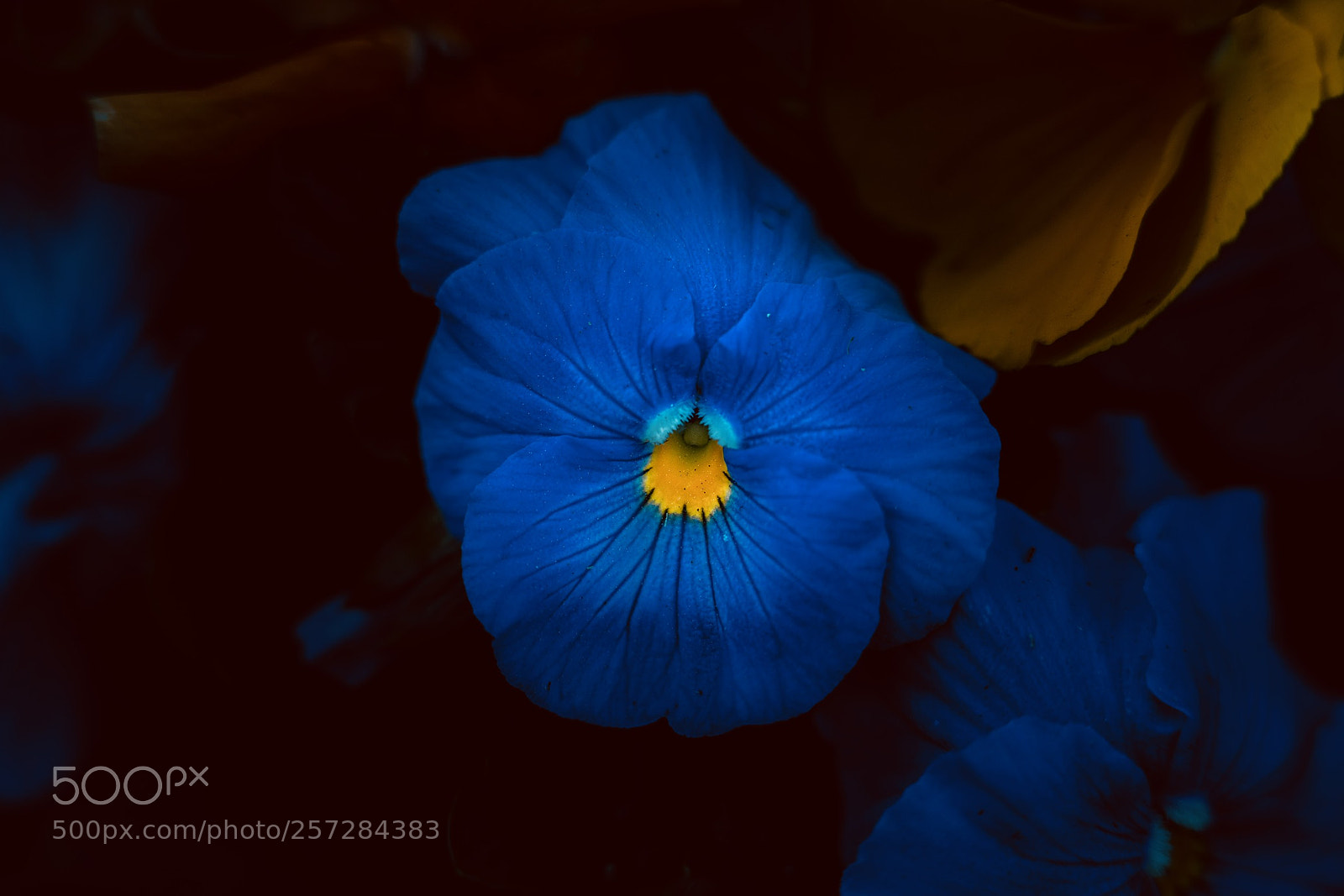 Sony a7R II sample photo. Aefdc eceb bbadee photography