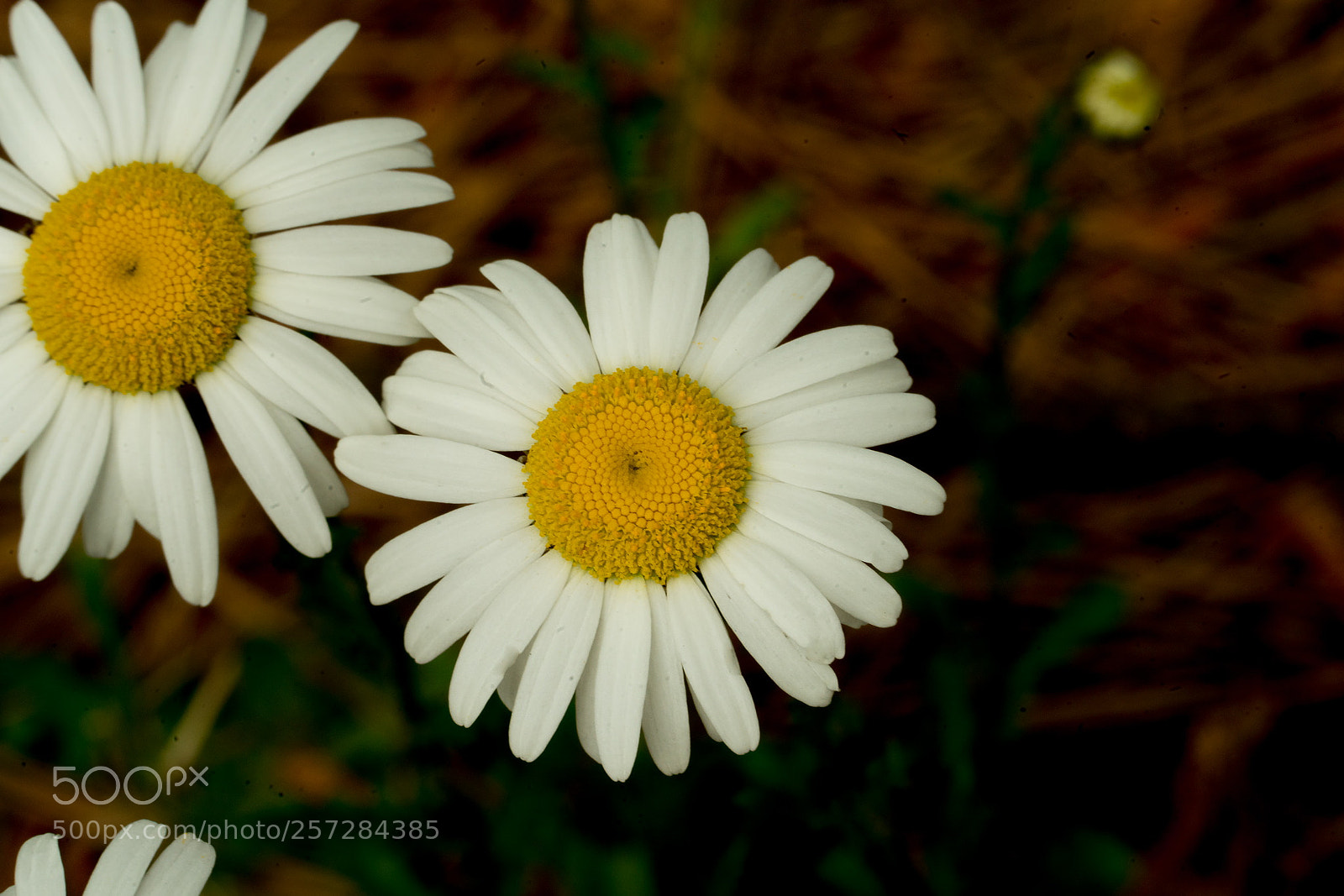 Sony a7R II sample photo. Ddfb cc eaaebfb photography
