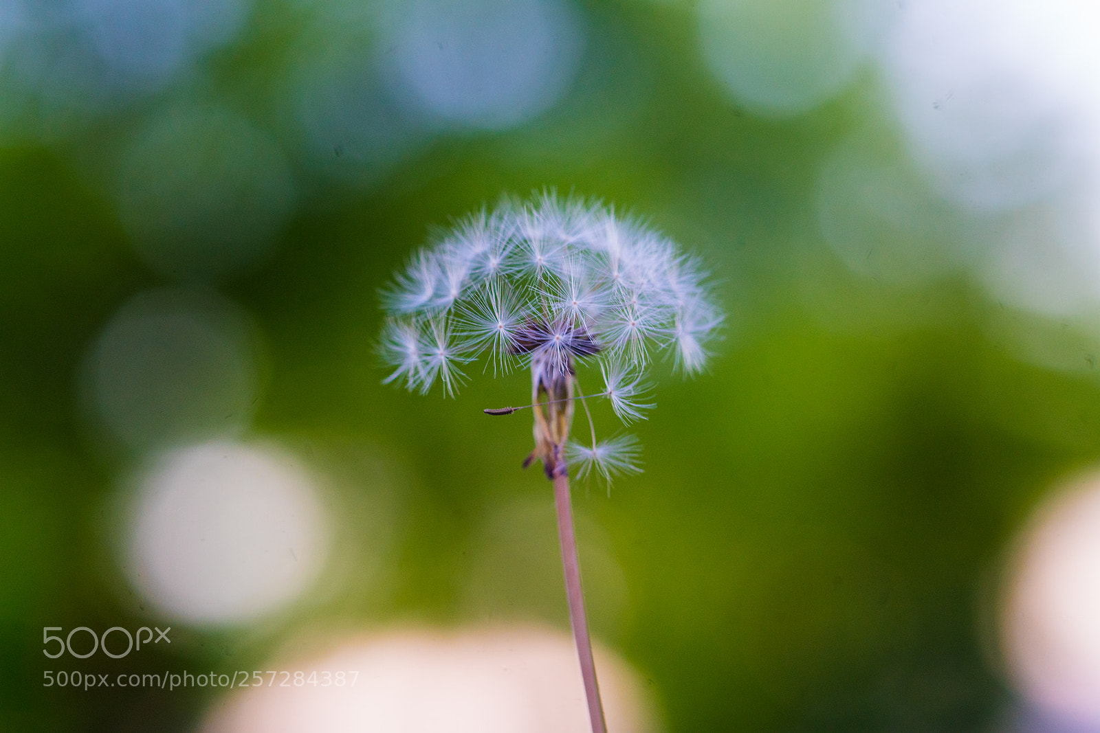 Sony a7R II sample photo. Fb debfbb photography