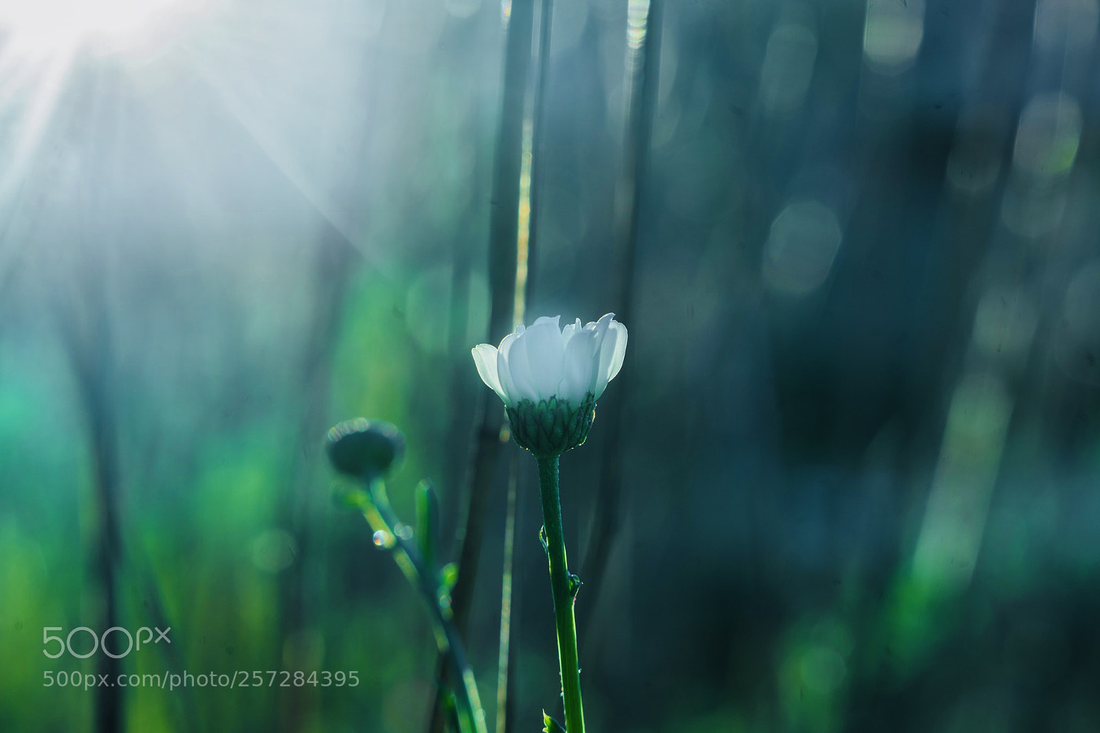 Sony a7R II sample photo. Adbdf bac abb photography