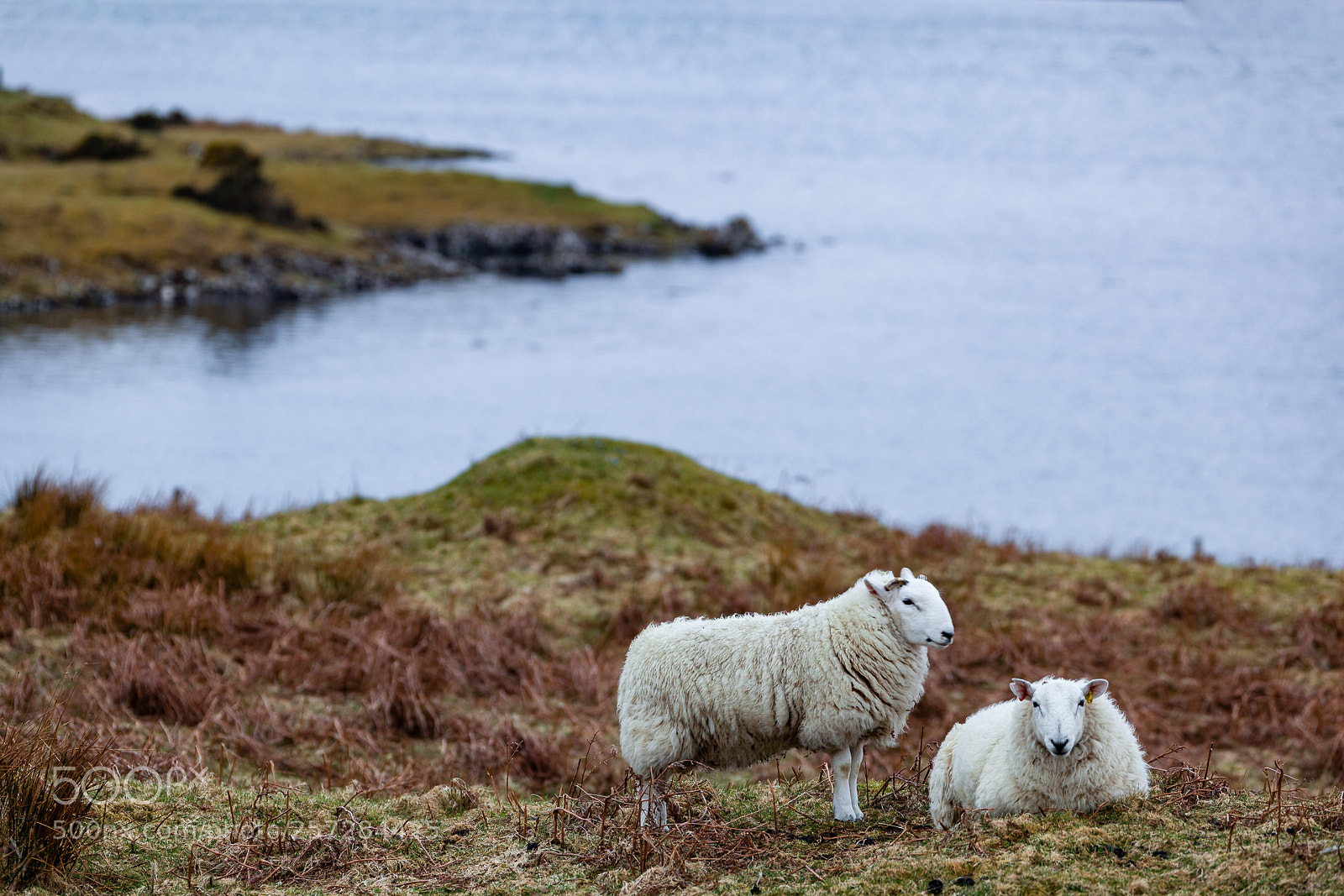 Canon EOS 5D Mark II sample photo. Skye sheep photography
