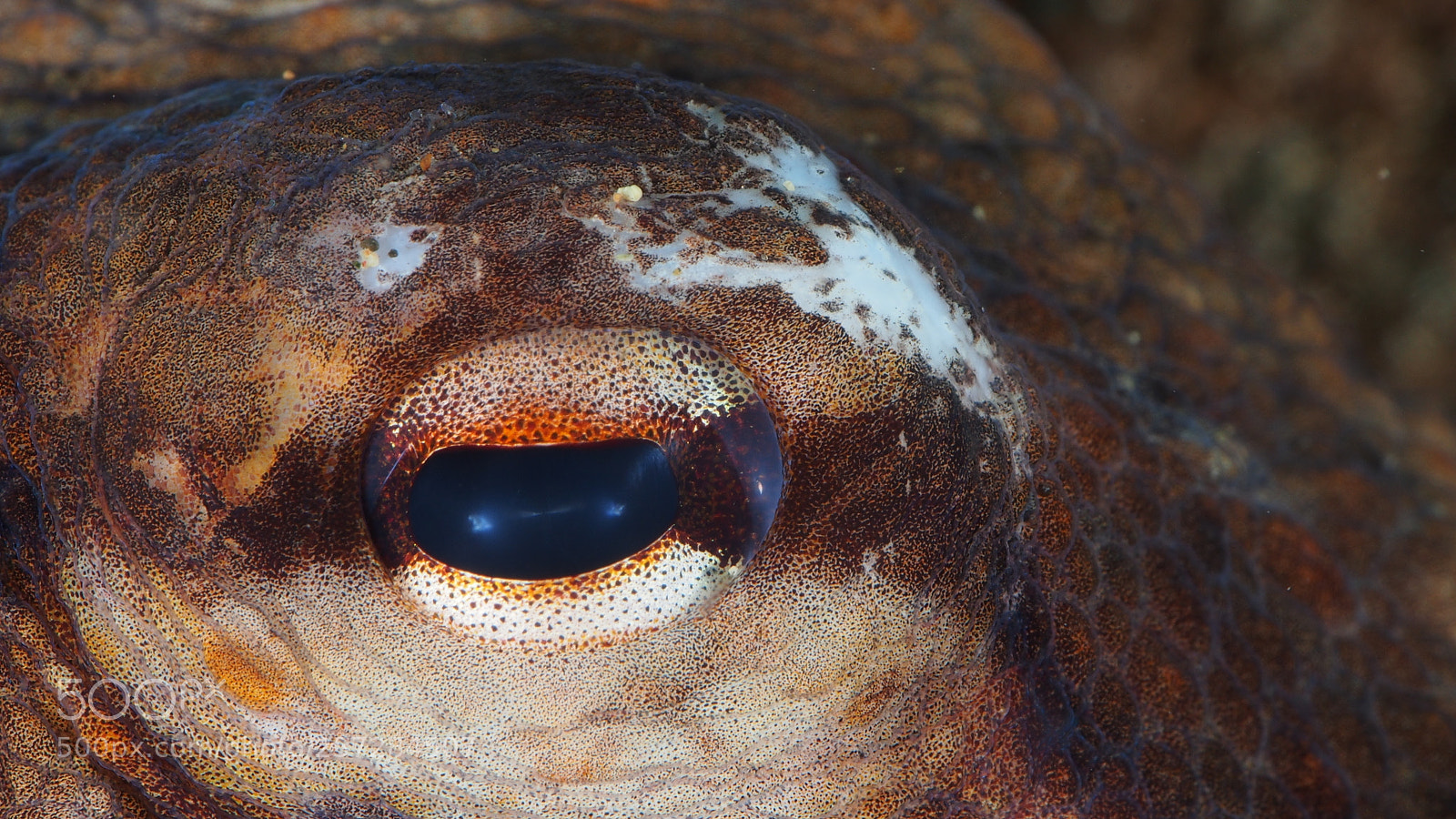 Olympus OM-D E-M5 sample photo. Eye of the octopus photography