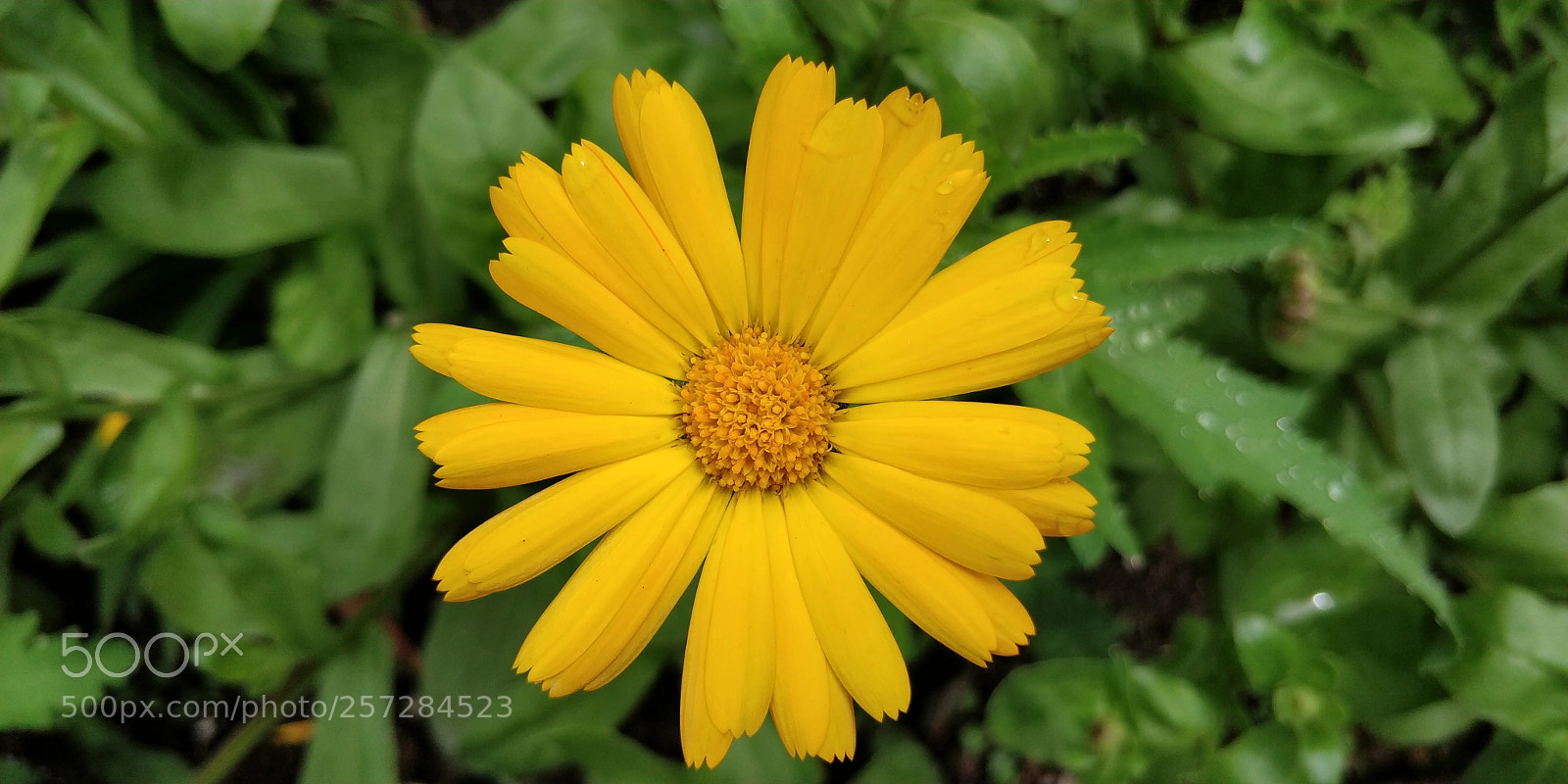 OnePlus 5T sample photo. Pot marigold photography