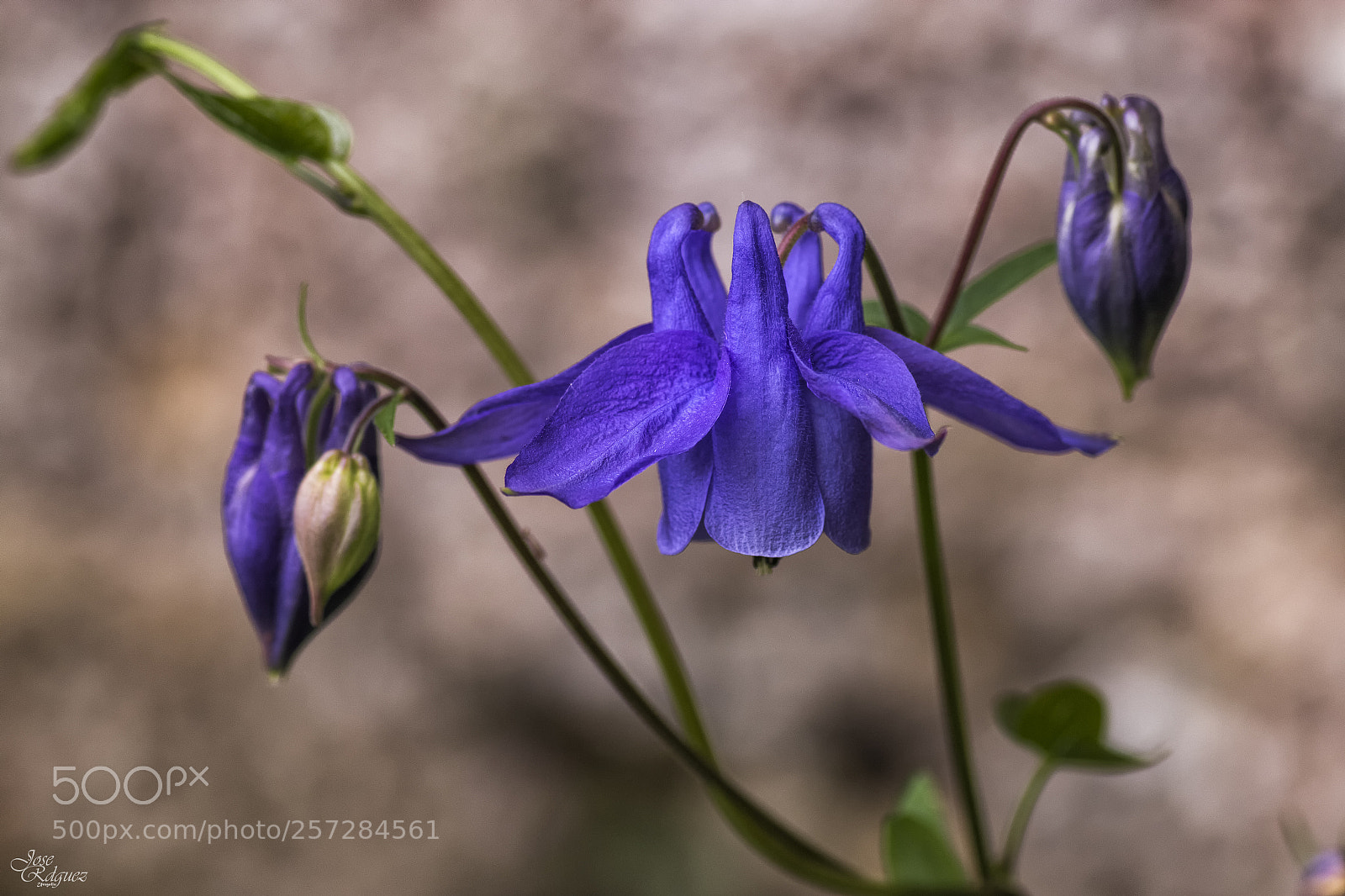 Canon EOS 70D sample photo. Aquilegia vulgaris photography