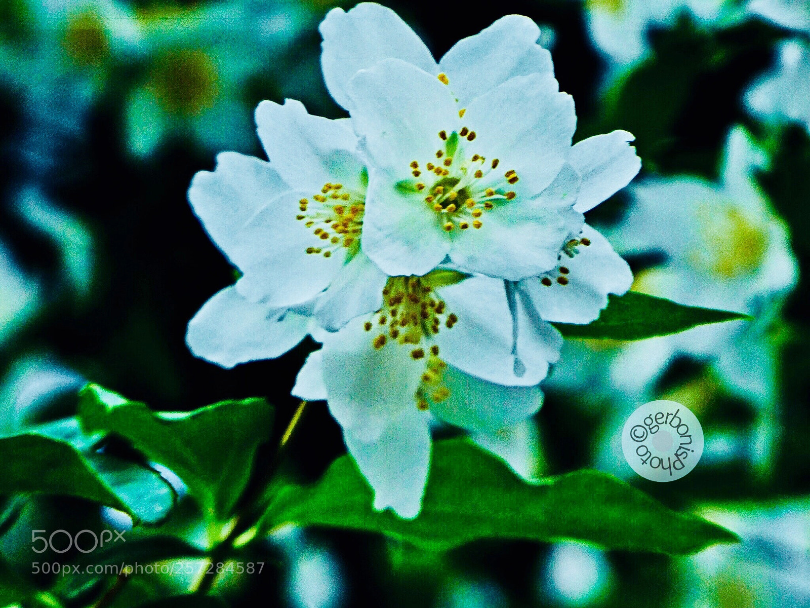 Panasonic Lumix DC-ZS70 (Lumix DC-TZ90) sample photo. Jasmine of the friars photography