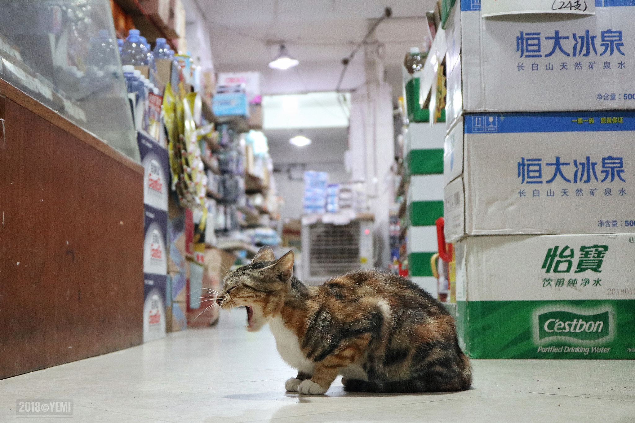Canon EOS M6 sample photo. The supermarket's cat photography