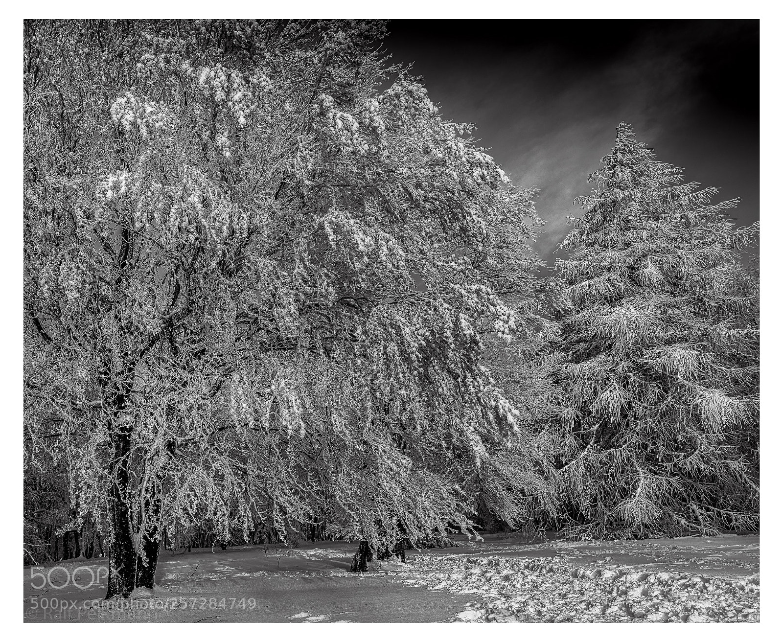 Nikon D810 sample photo. Winter trees photography