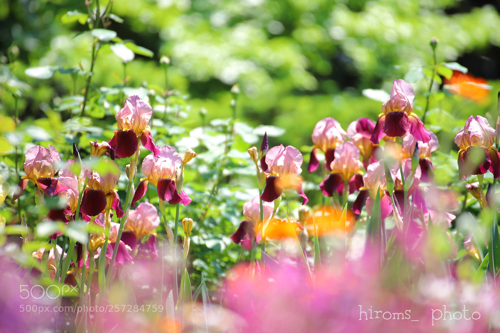 Canon EOS 6D Mark II sample photo. Untitled photography