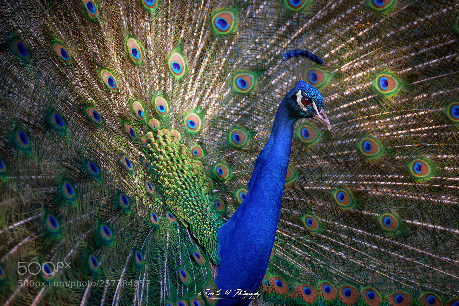 Nikon D750 sample photo. Pavone in posa photography