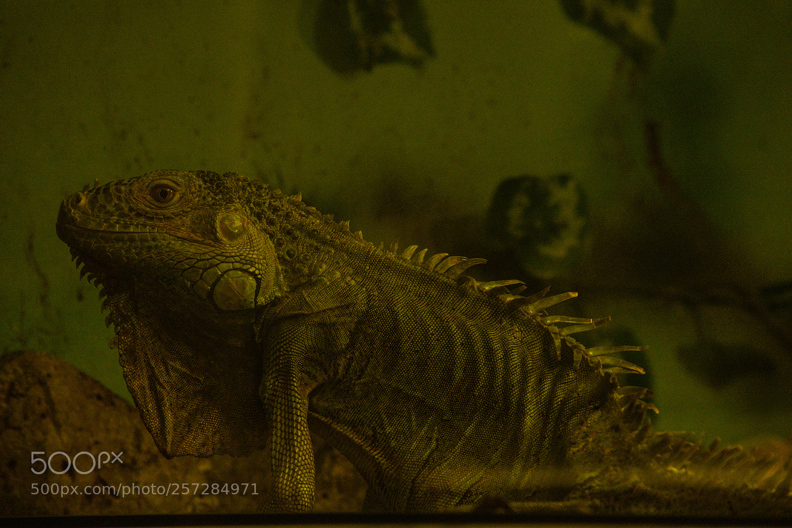 Nikon D3200 sample photo. Reptile photography