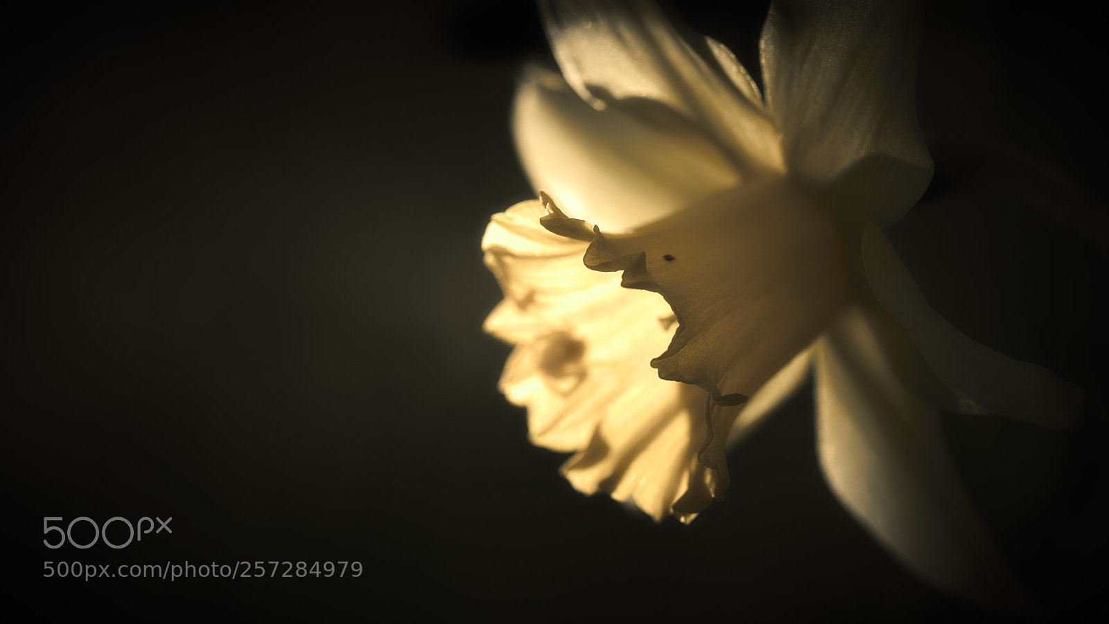 Nikon D850 sample photo. Source of light photography
