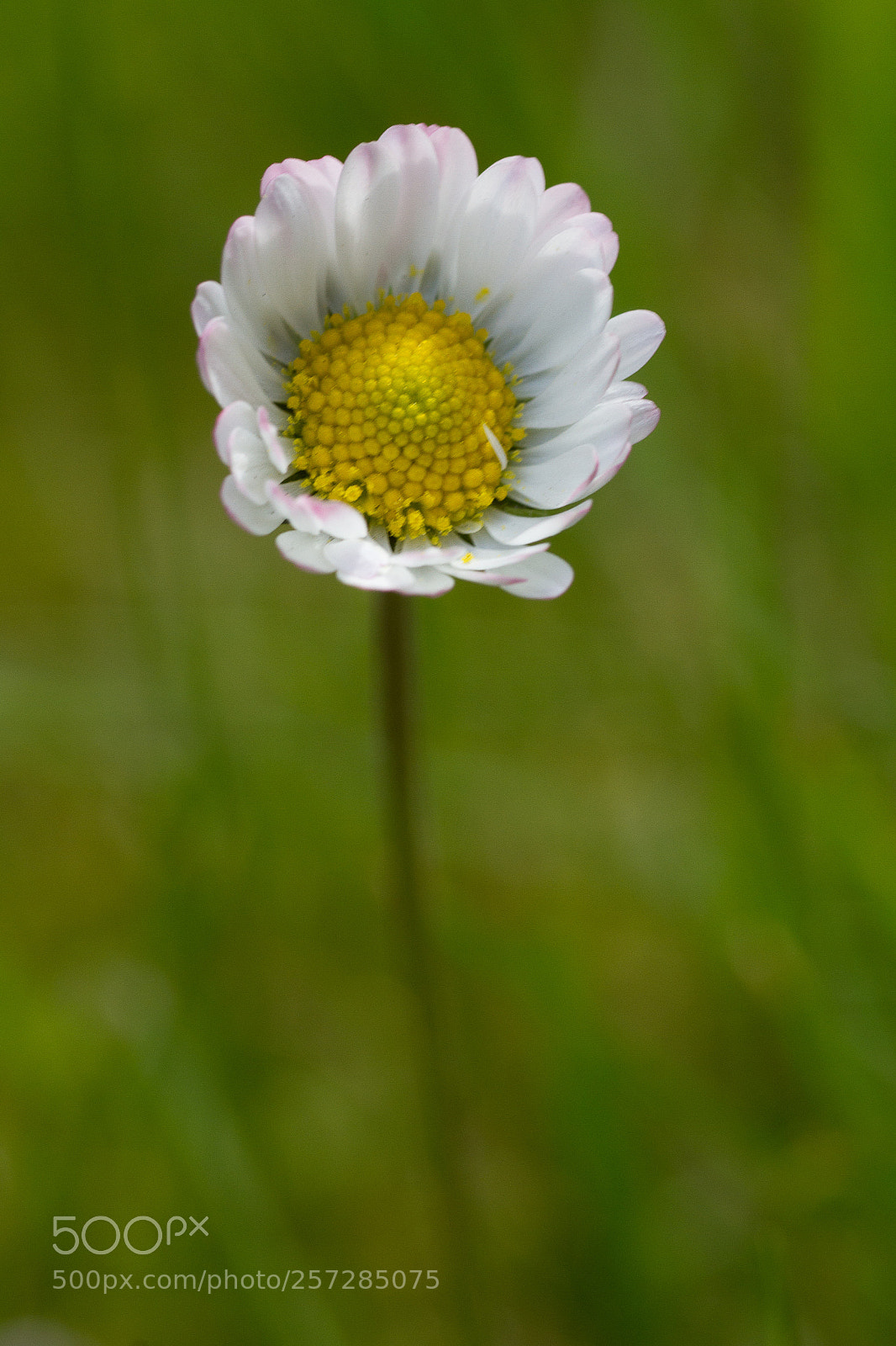 Canon EOS 7D sample photo. Spring garden flower series photography