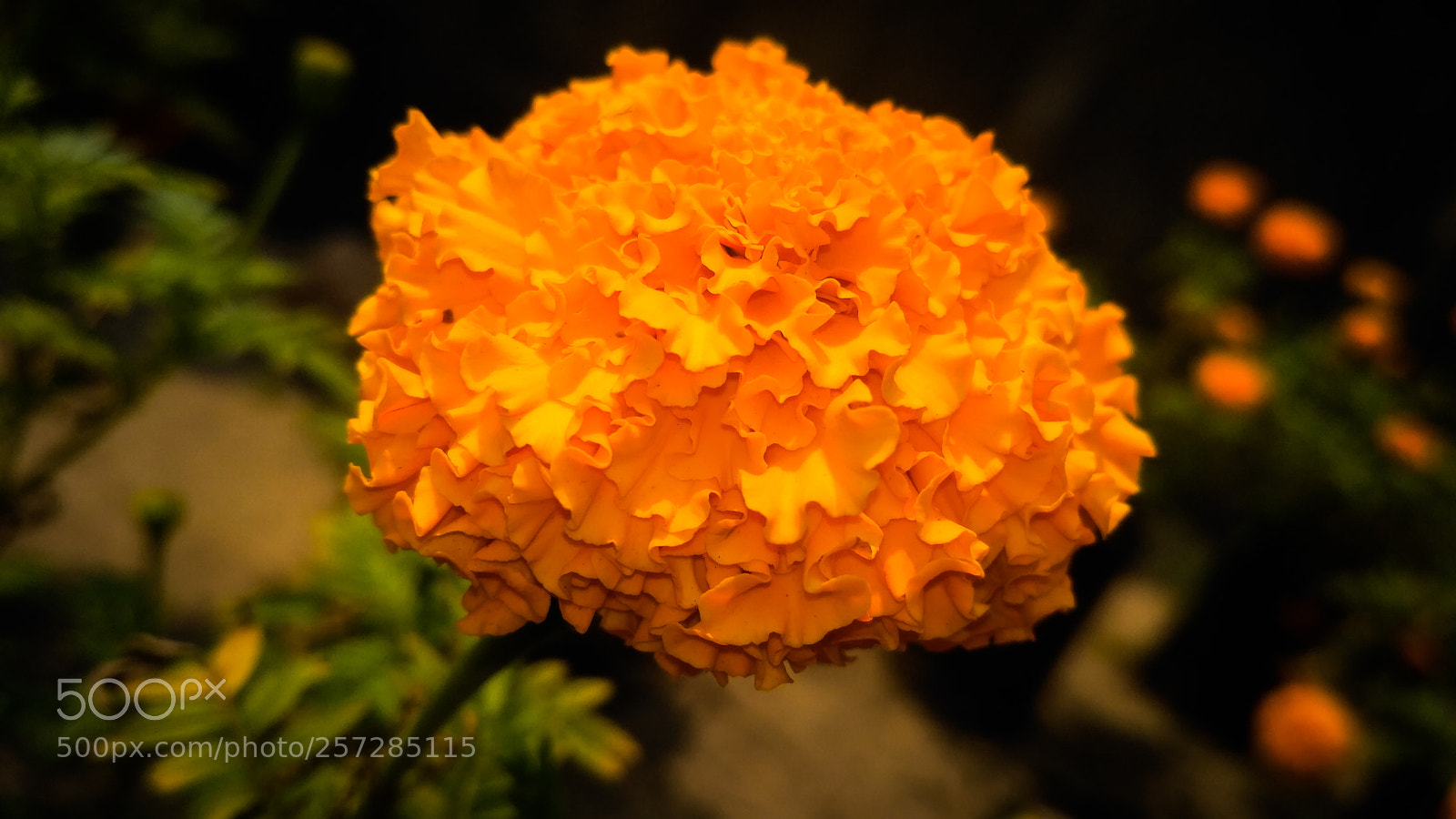 Xiaomi Redmi 3S sample photo. Nature photography