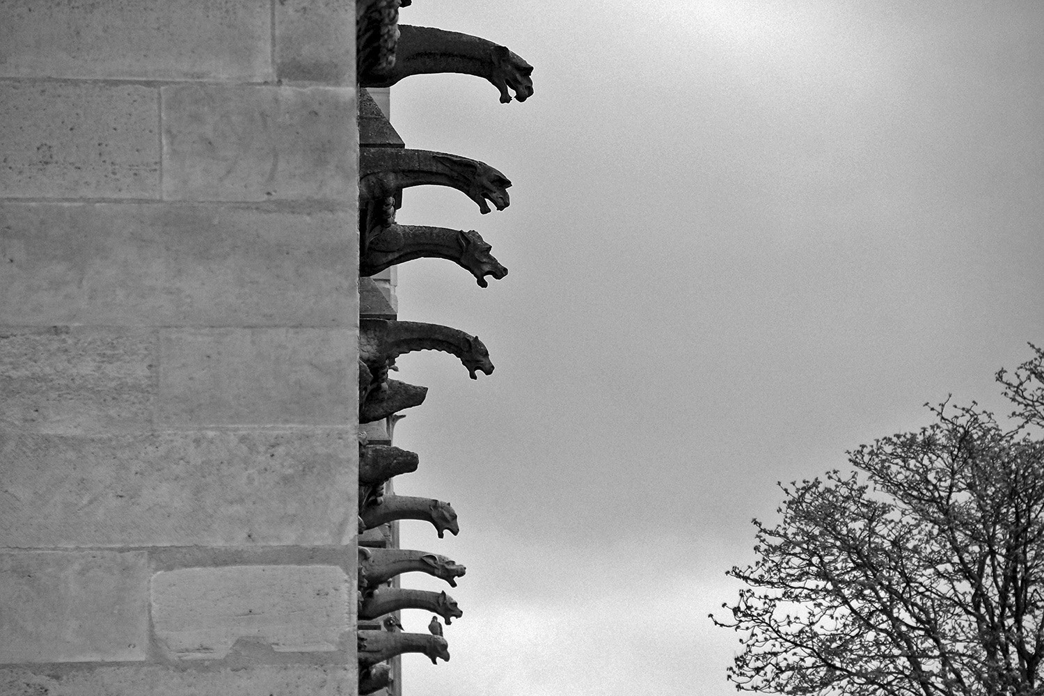 Sony SLT-A65 (SLT-A65V) sample photo. Gargoyle notre dame cathedral photography